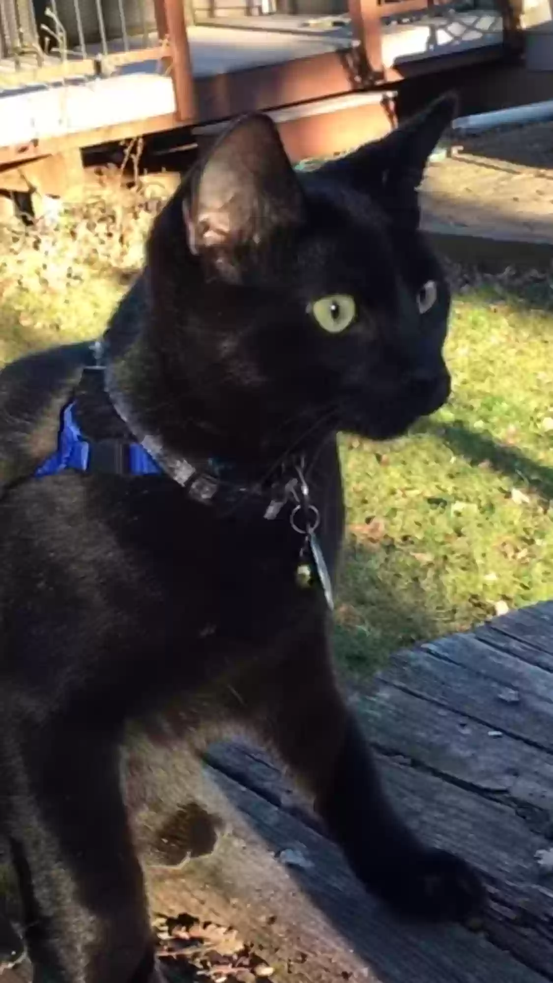 adoptable Cat in East Berlin,CT named Wasabi