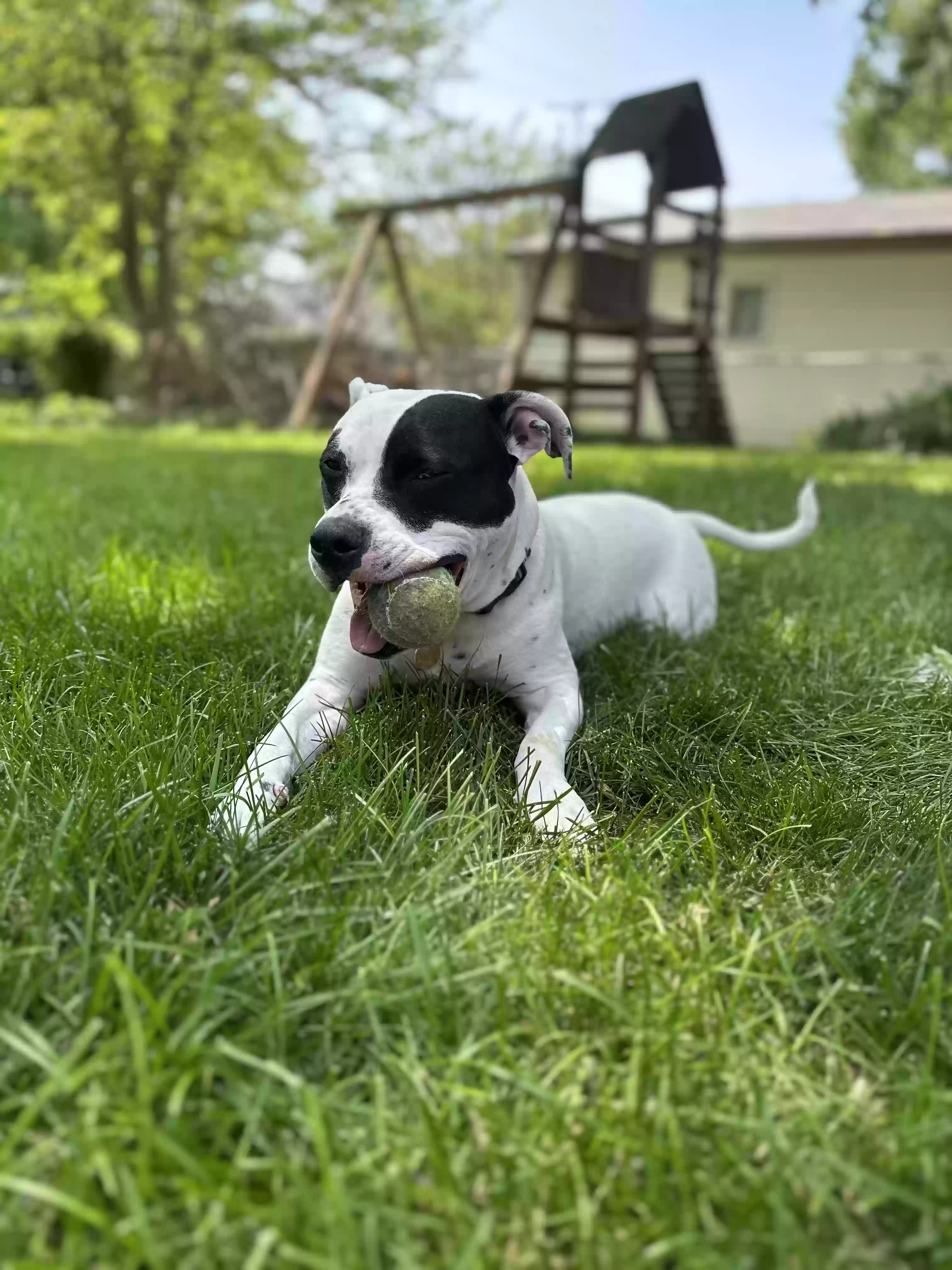 adoptable Dog in Machesney Park,IL named Lady