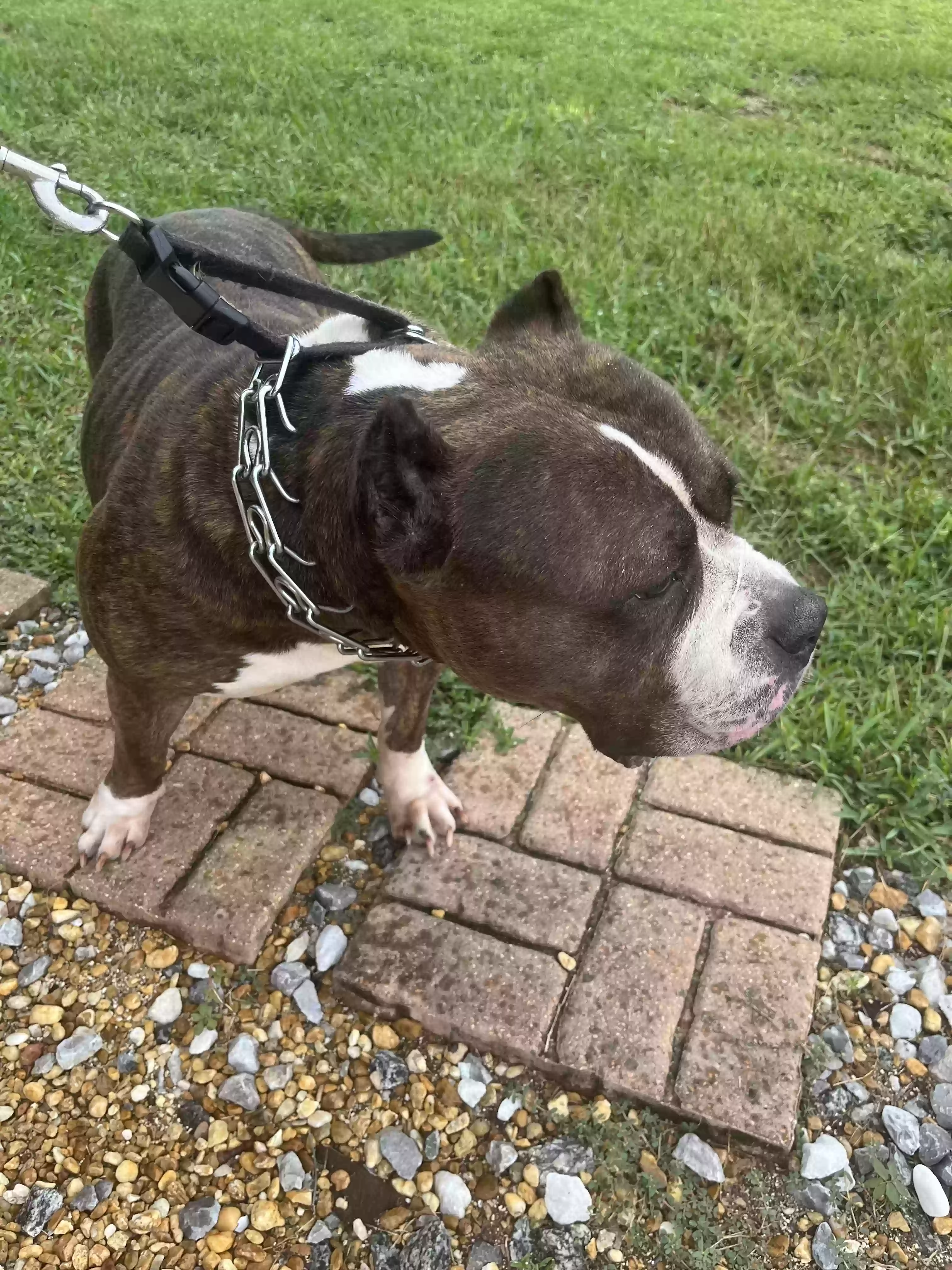 adoptable Dog in Davenport,FL named Tigra