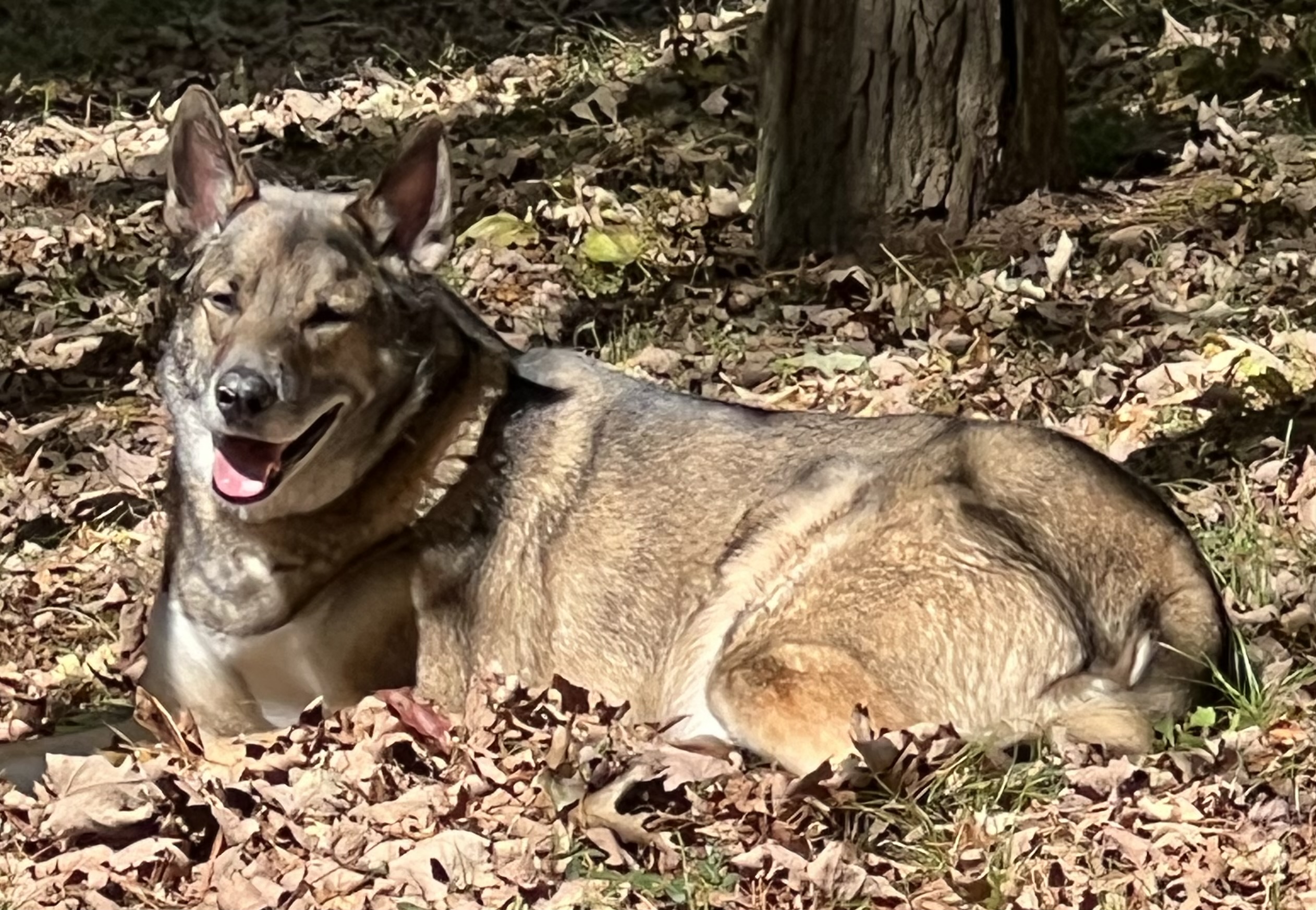 adoptable Dog in Carbondale,IL named Tepesh