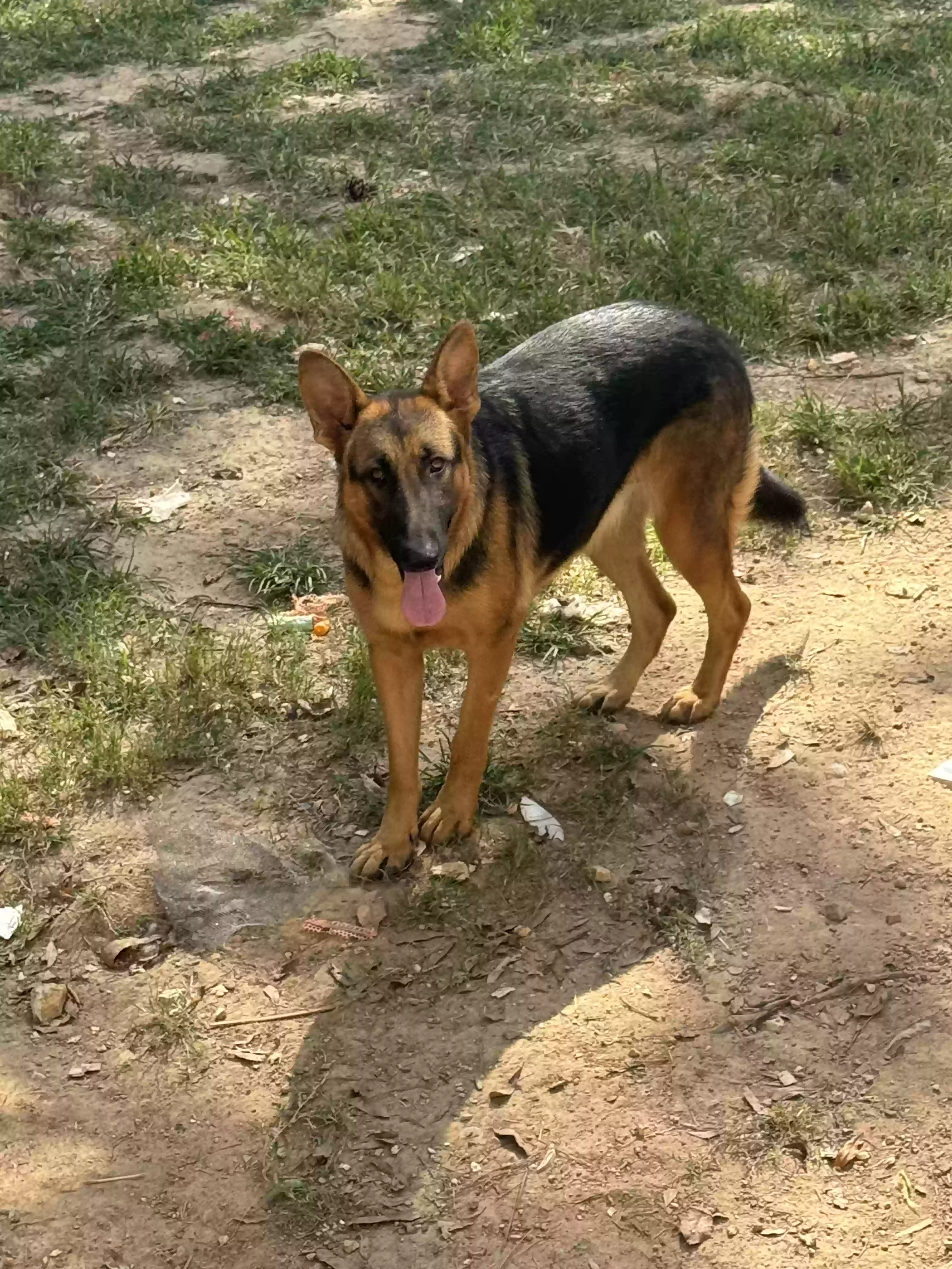 adoptable Dog in Dalton,GA named Heidi