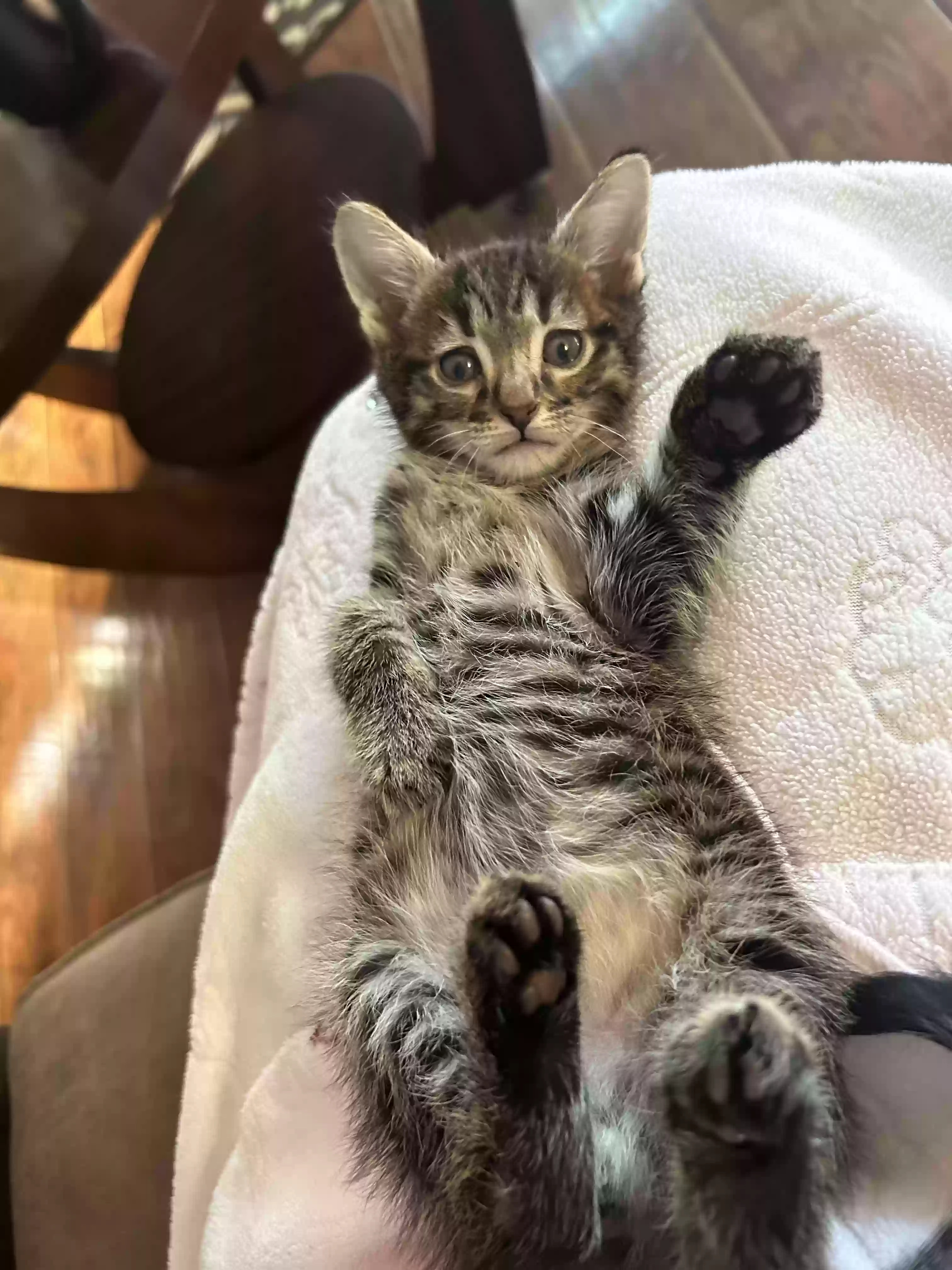 adoptable Cat in Indianapolis,IN named Joey