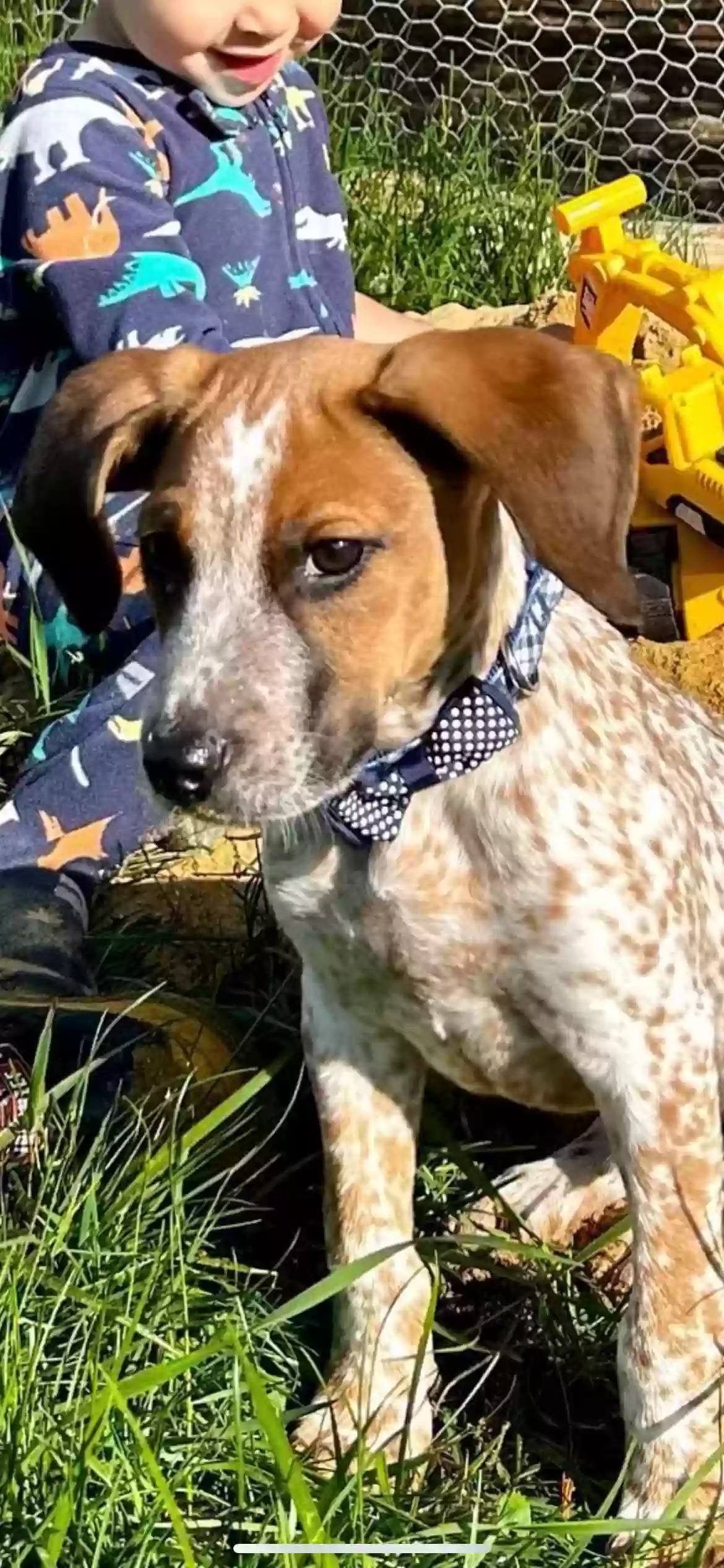 adoptable Dog in Kittery,ME named Chief