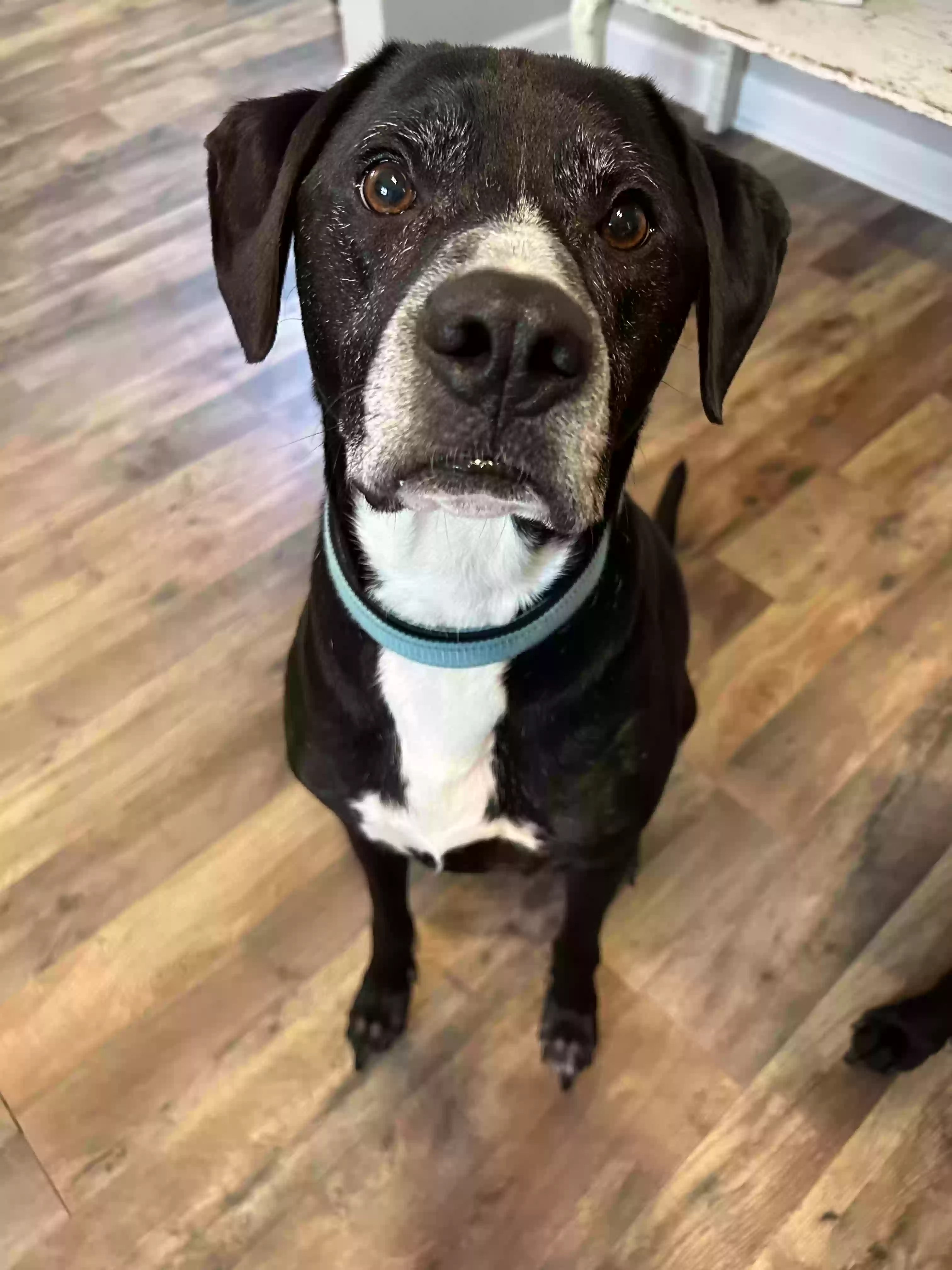 adoptable Dog in Durham,NC named Balboa and Apollo