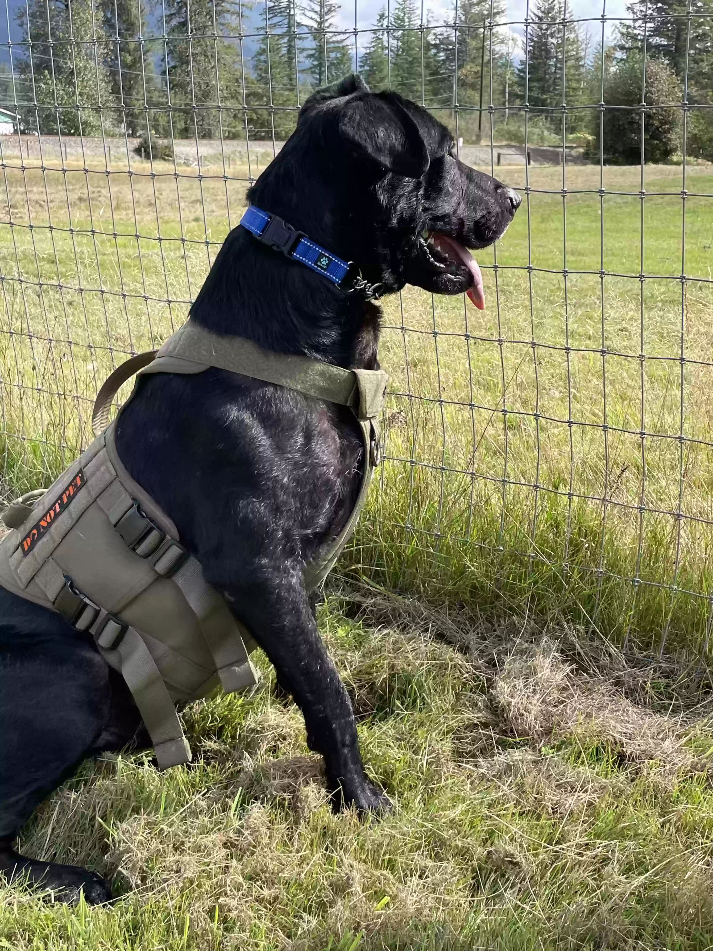 adoptable Dog in Woodinville,WA named Buddy