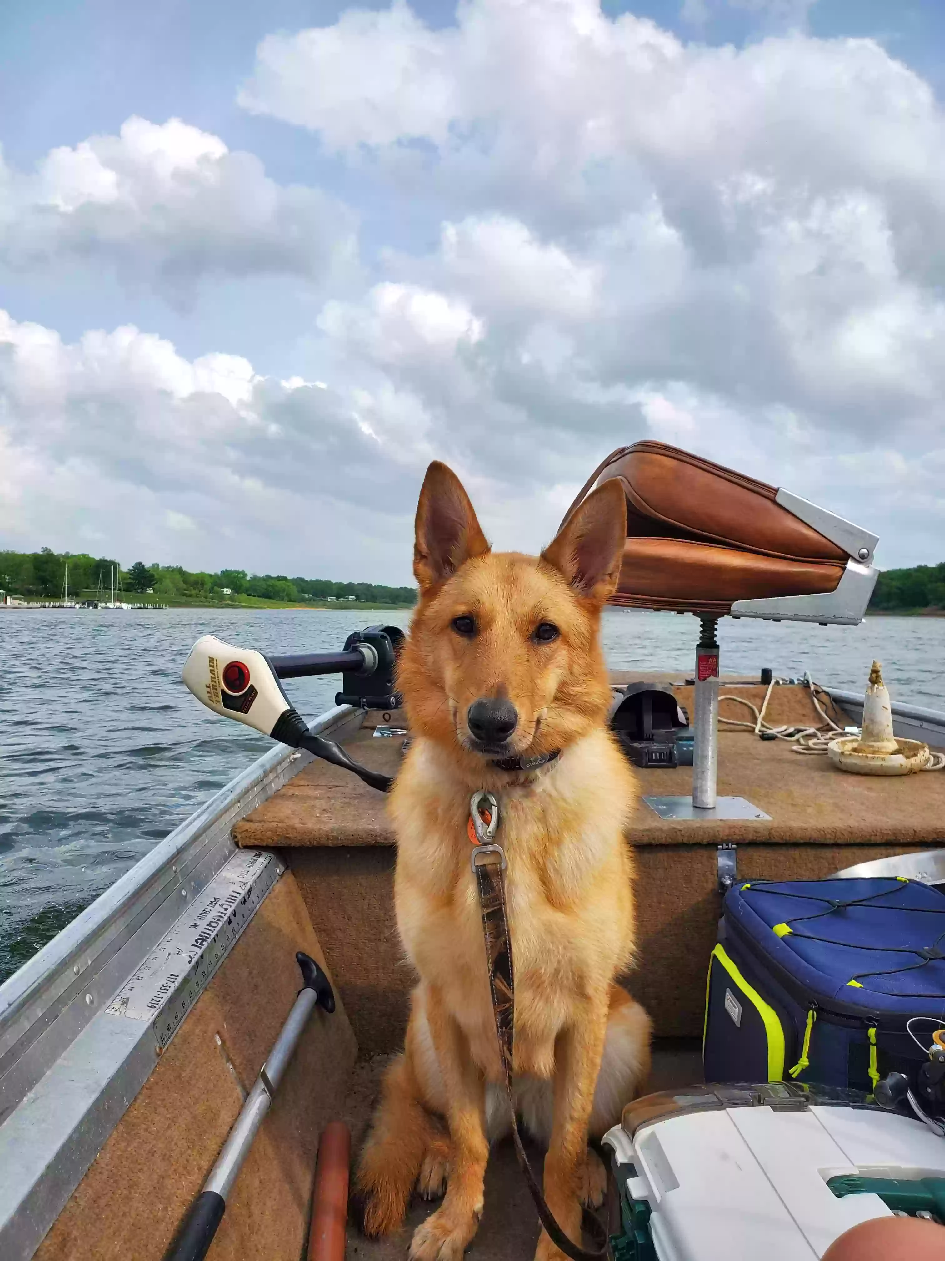 adoptable Dog in Waverly,IA named Nova