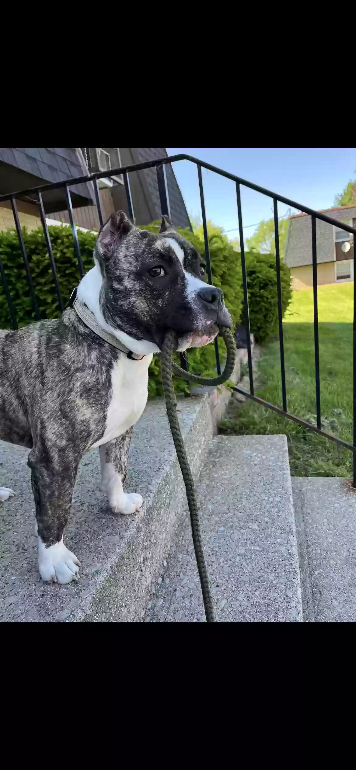 adoptable Dog in Crown Point,IN named Lola