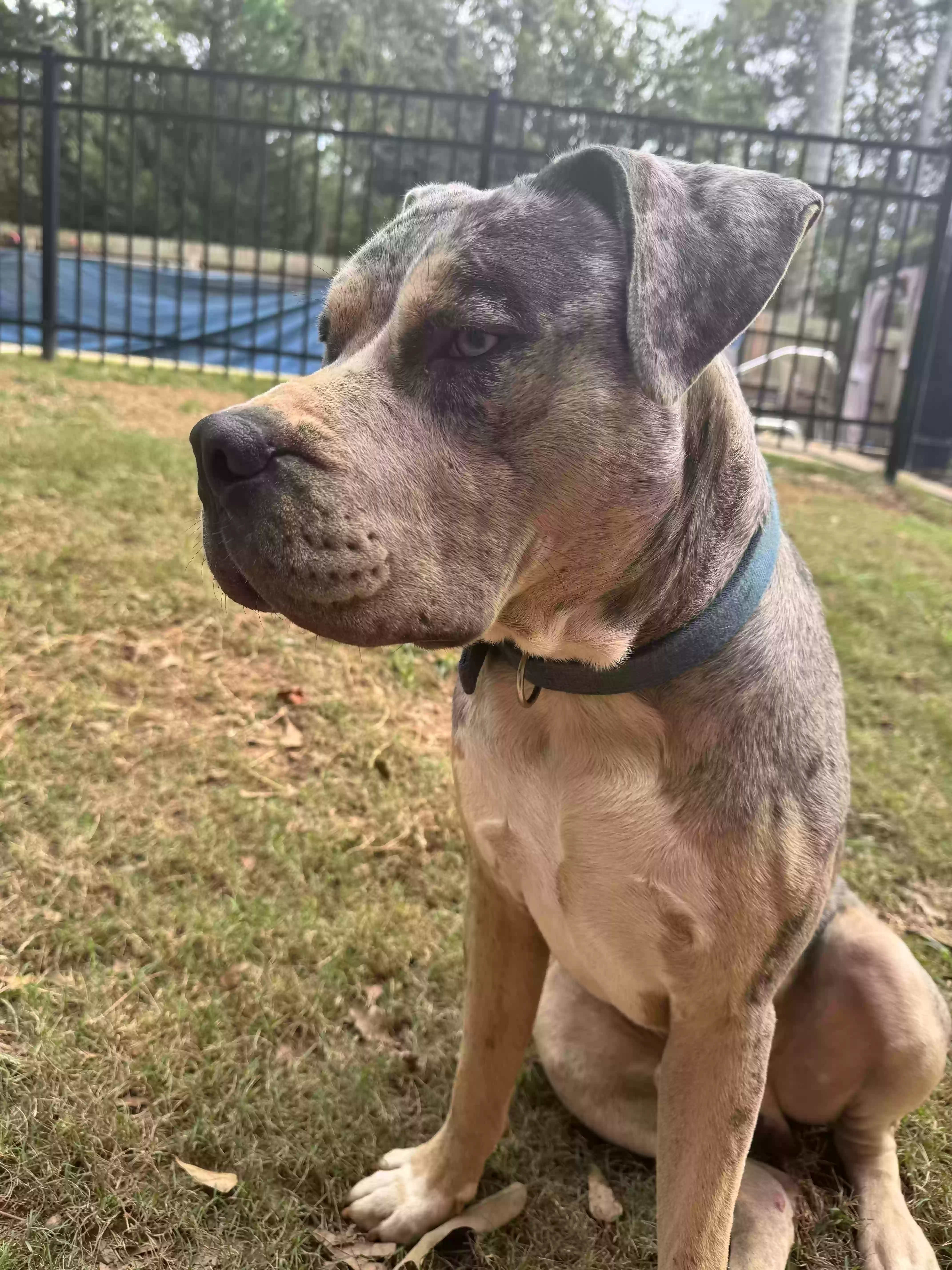 adoptable Dog in Lawrenceville,GA named Smoky