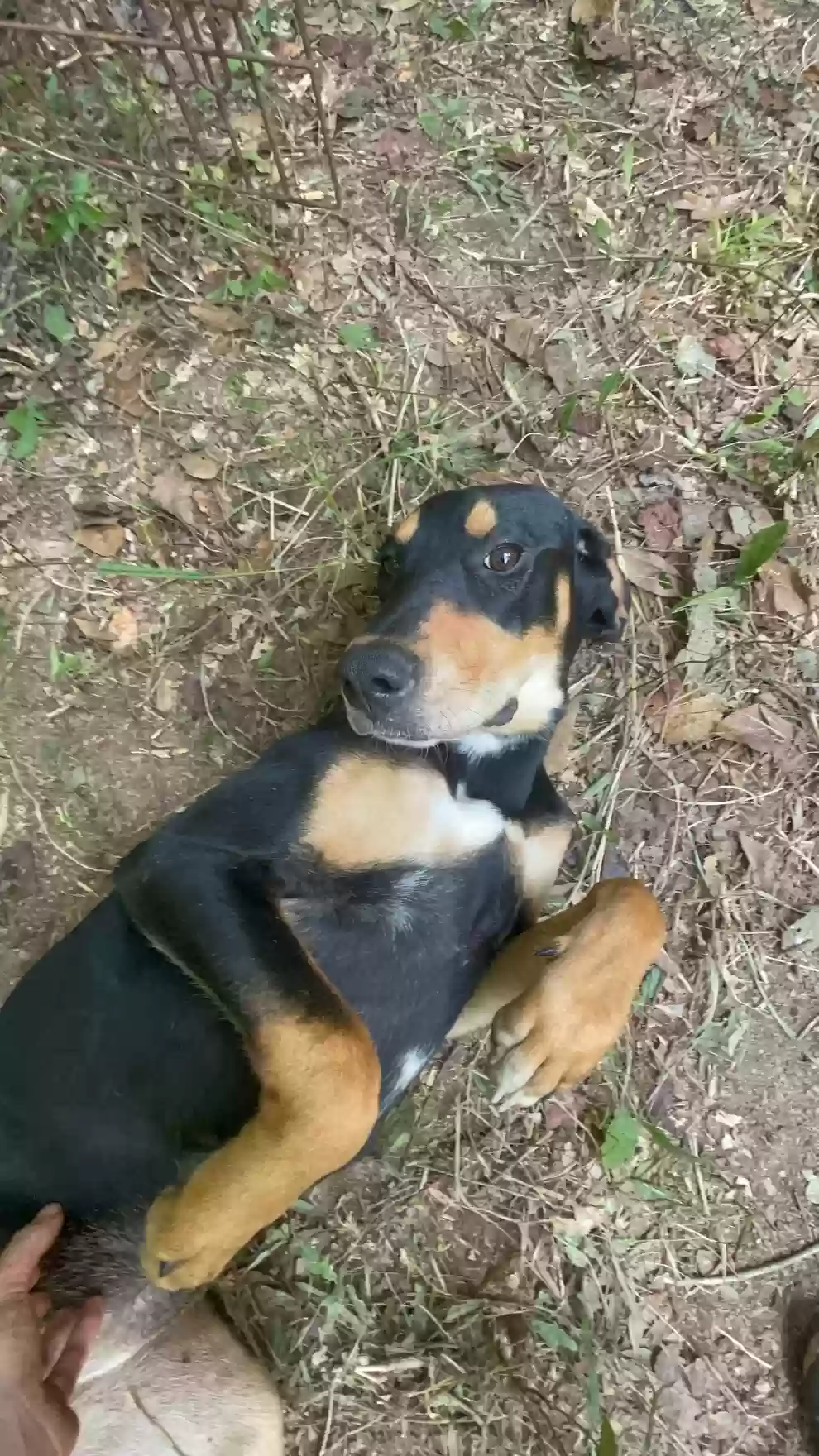 adoptable Dog in Roanoke,AL named Joy