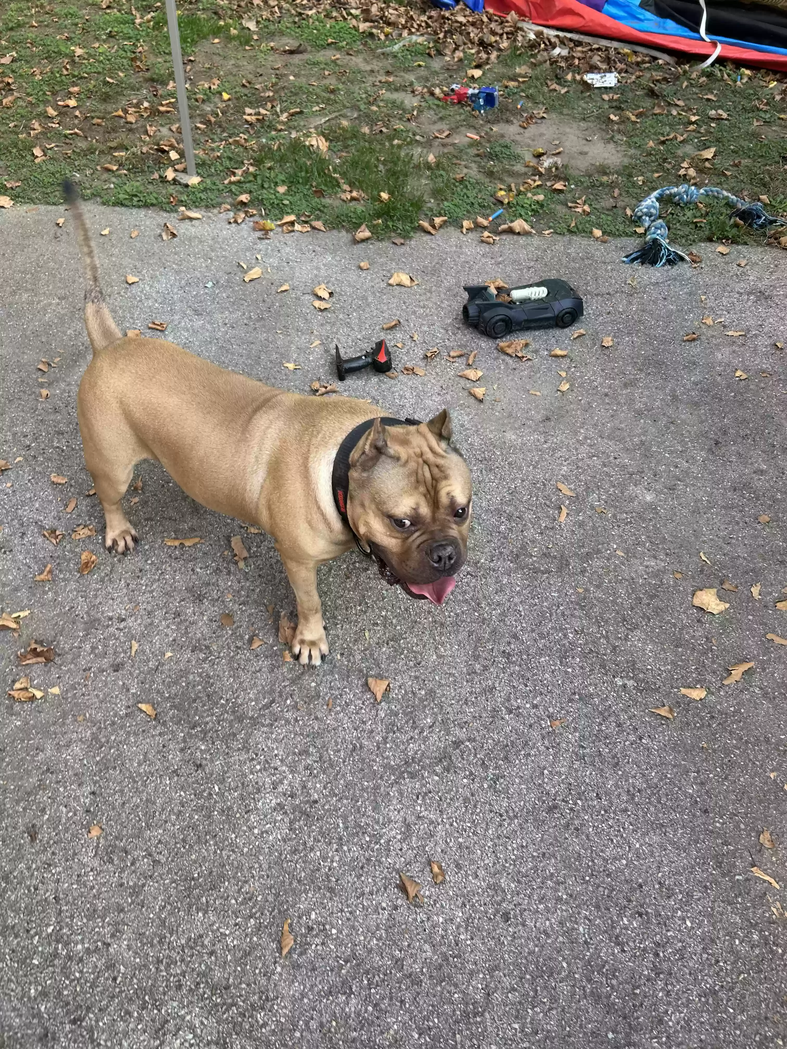 adoptable Dog in Brooklyn,NY named Hooch