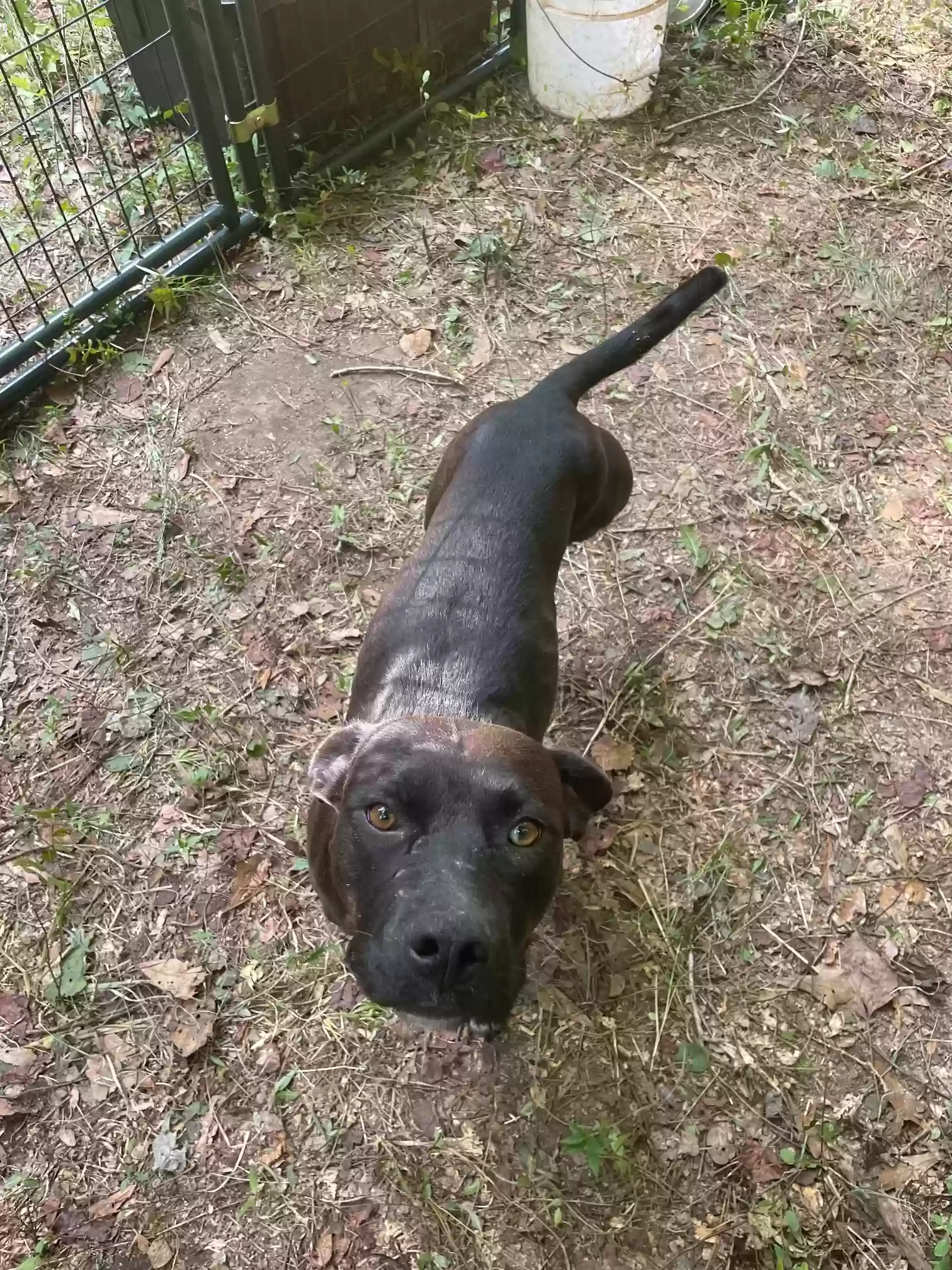 adoptable Dog in Roanoke,AL named Love