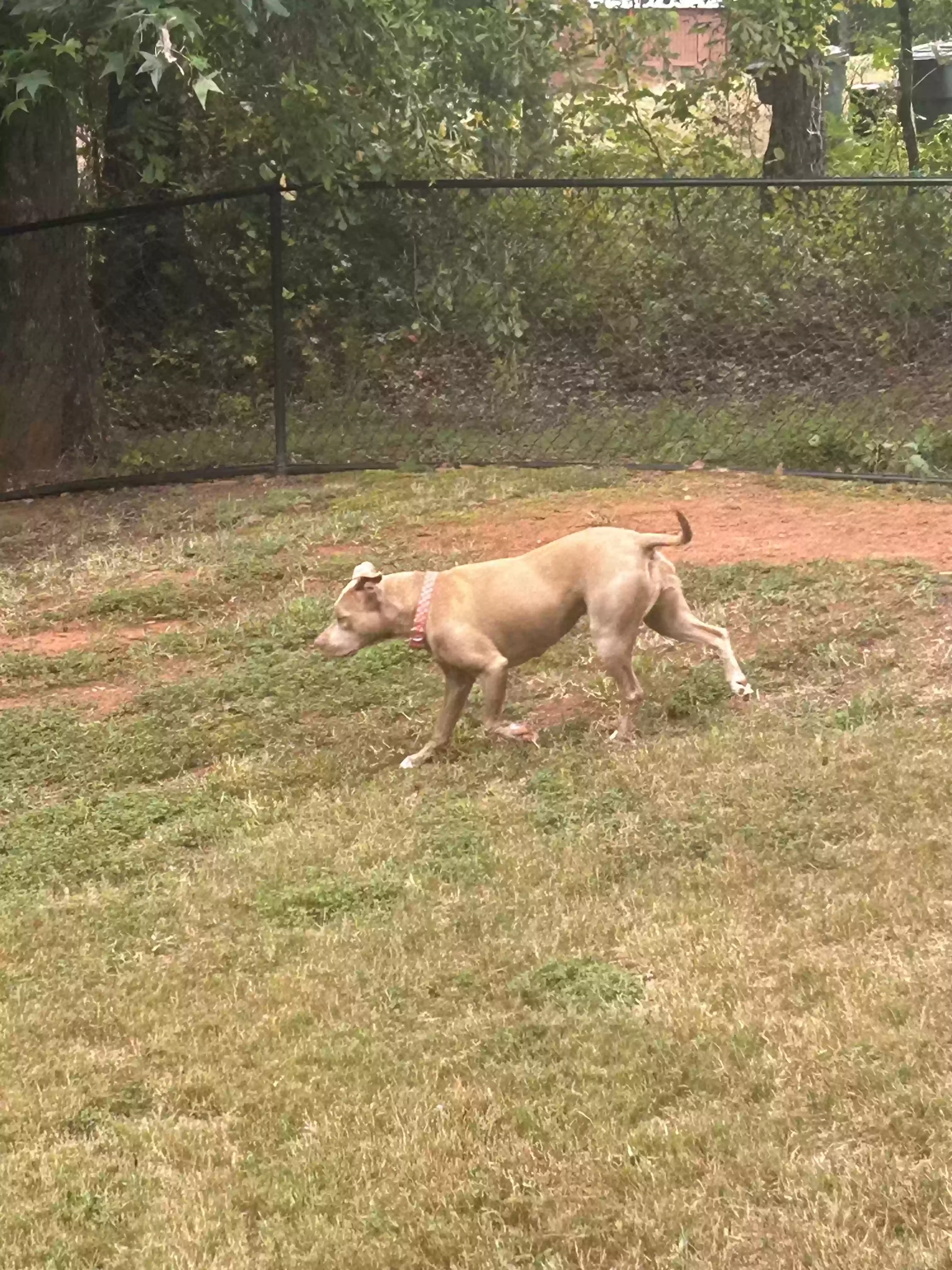 adoptable Dog in Mcdonough,GA named Zuri