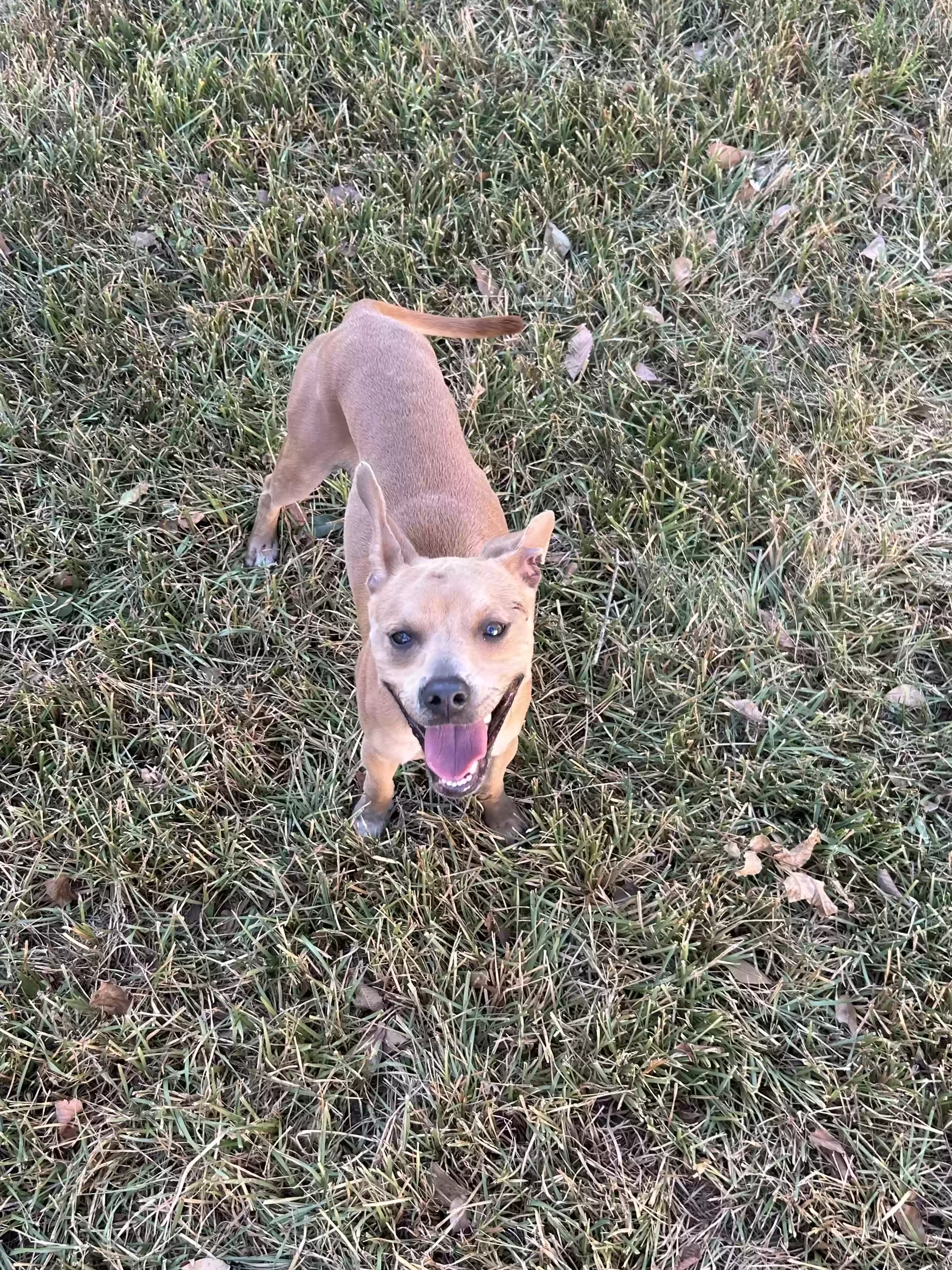 adoptable Dog in Spring,TX named 