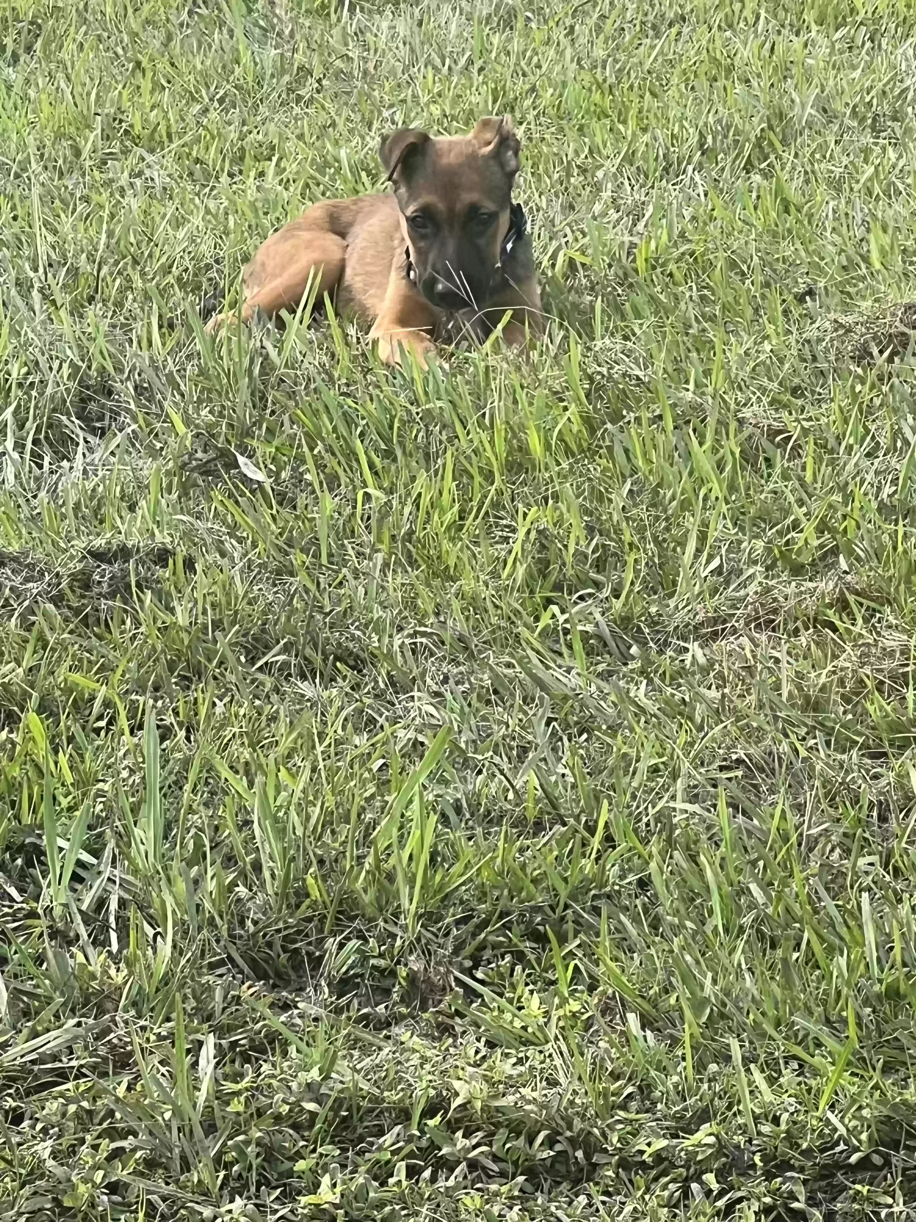 adoptable Dog in Ahoskie,NC named Star