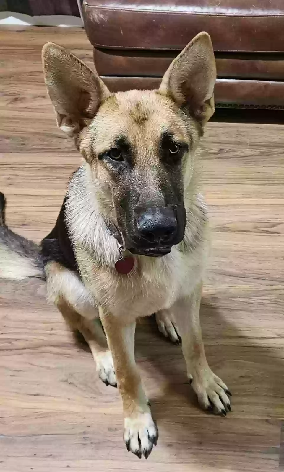 adoptable Dog in Alexander City,AL named Shadow