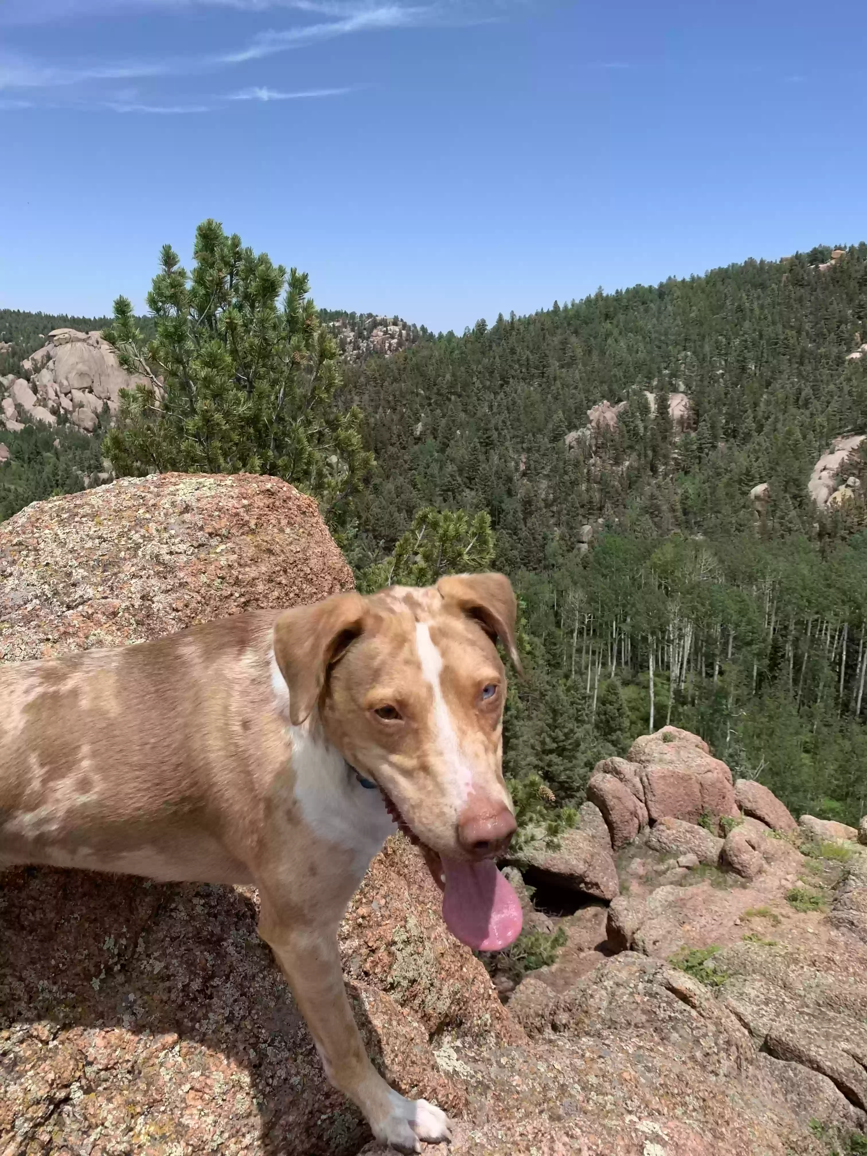 adoptable Dog in Colorado Springs,CO named Dutch