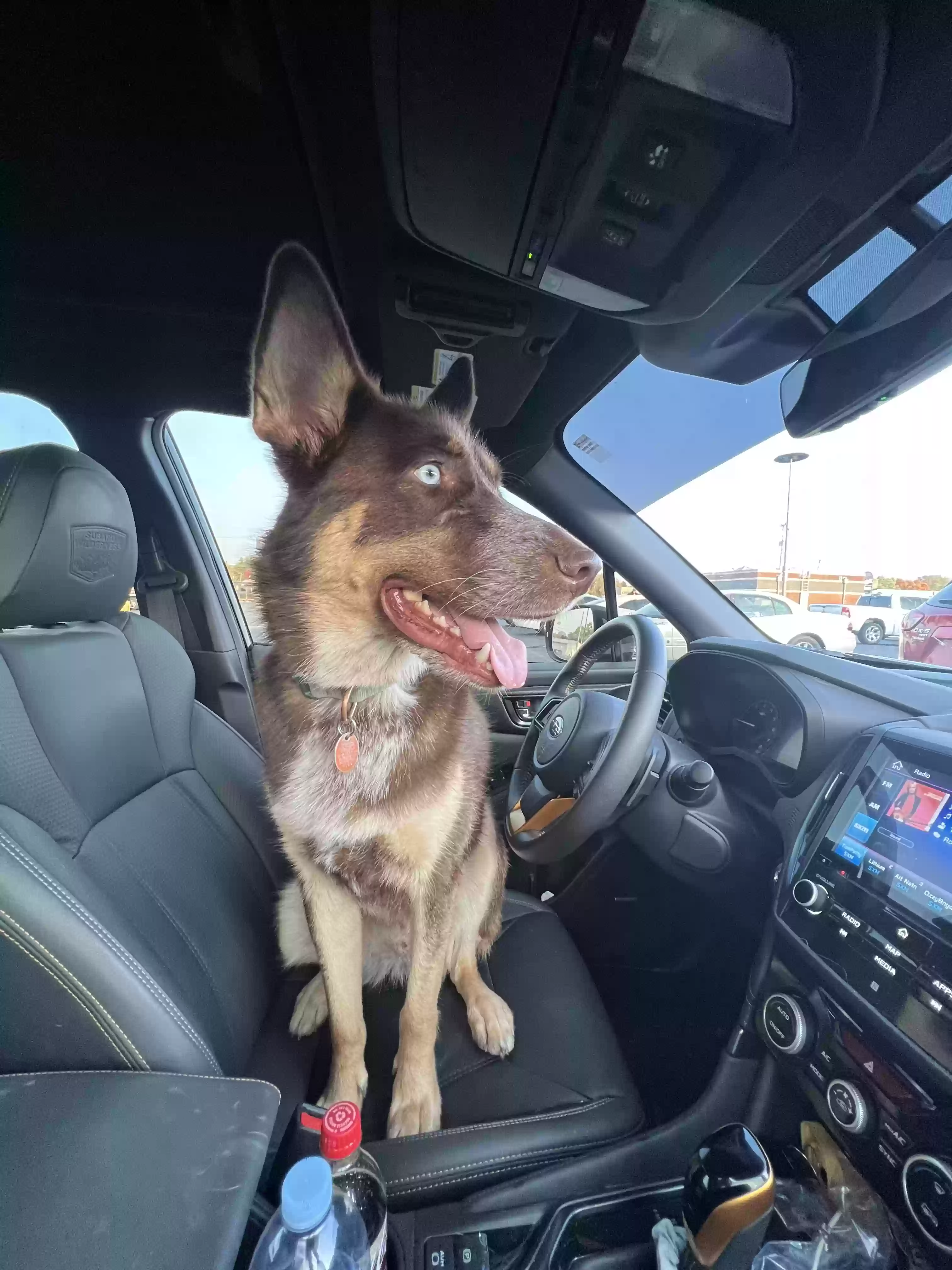 adoptable Dog in Buckeye,AZ named 