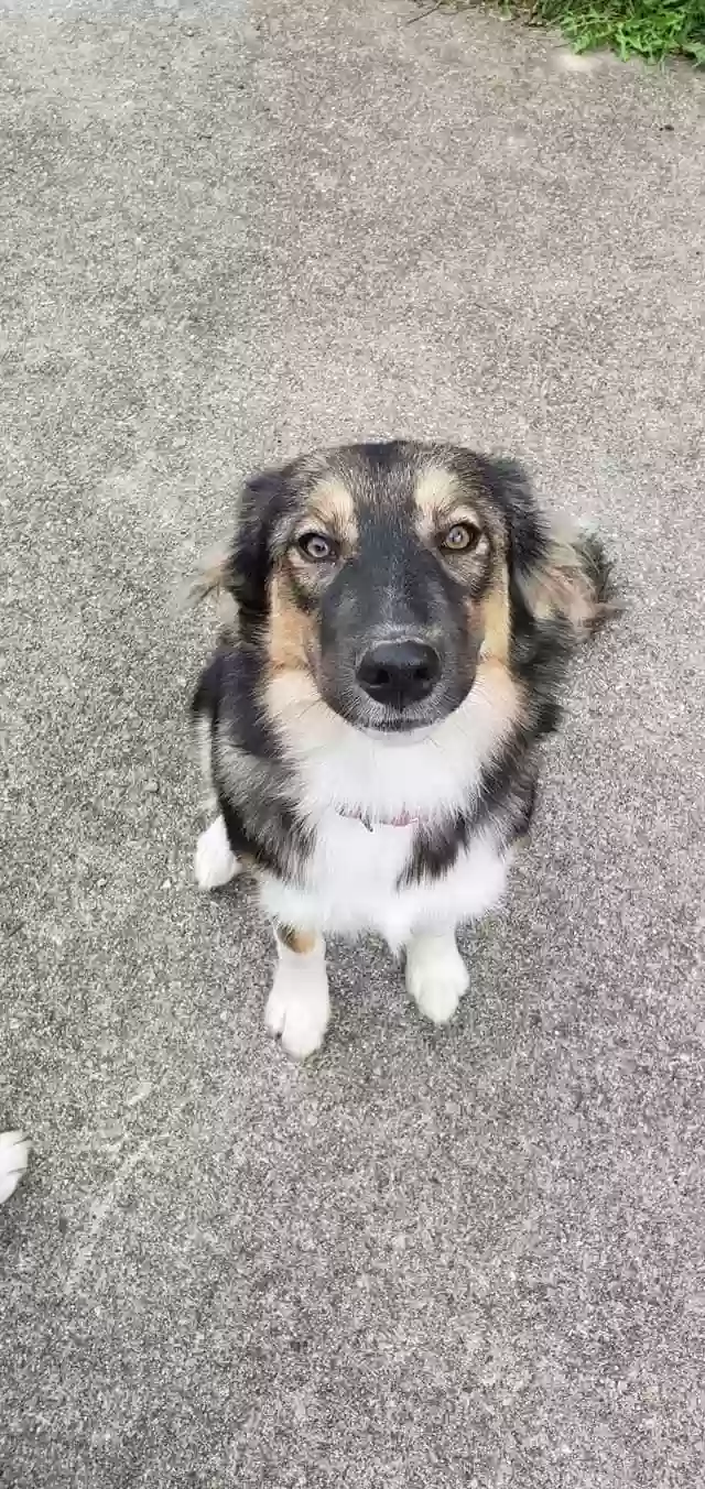 adoptable Dog in Fairfield,OH named 