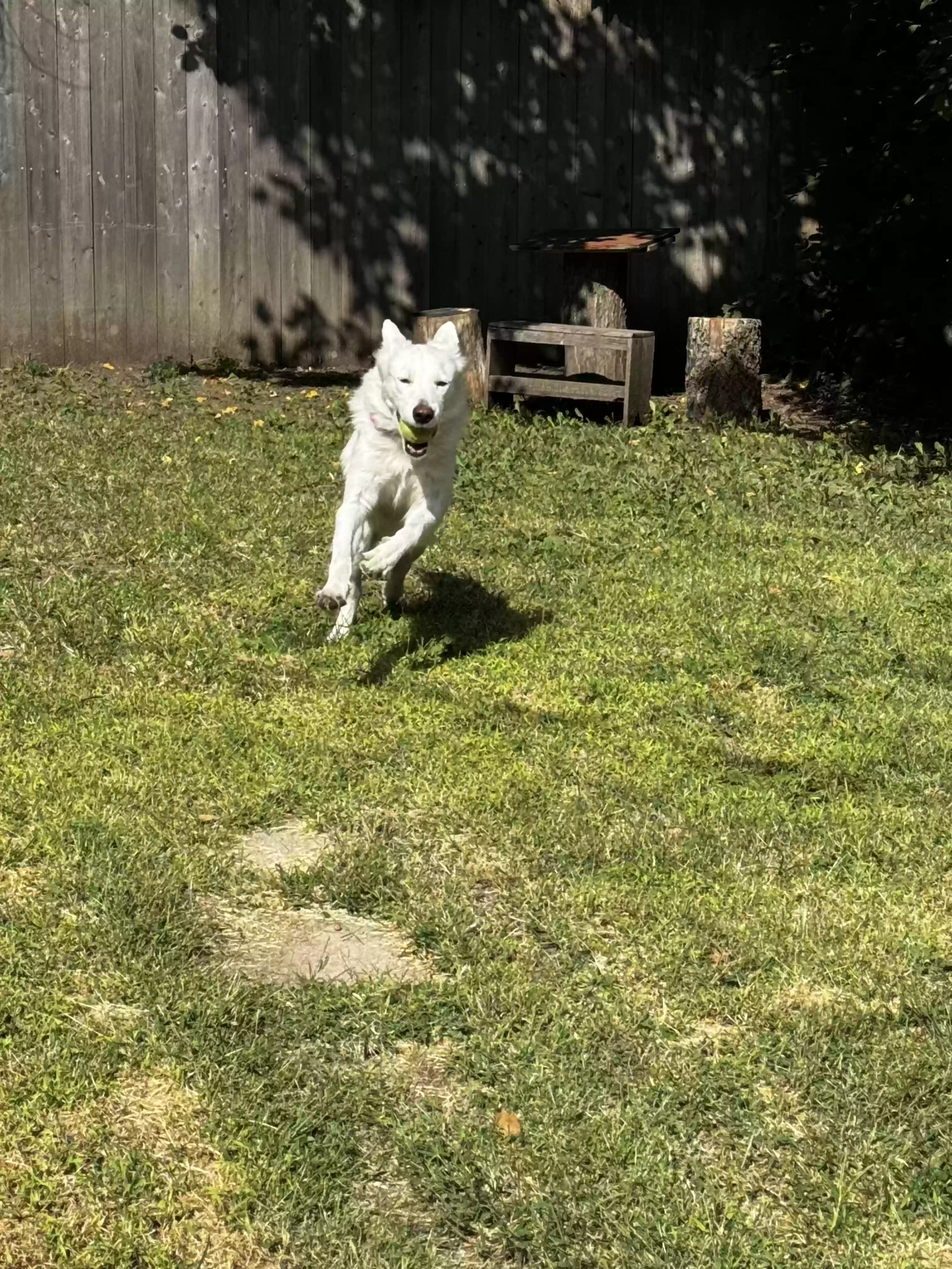 adoptable Dog in Wichita,KS named Sadie