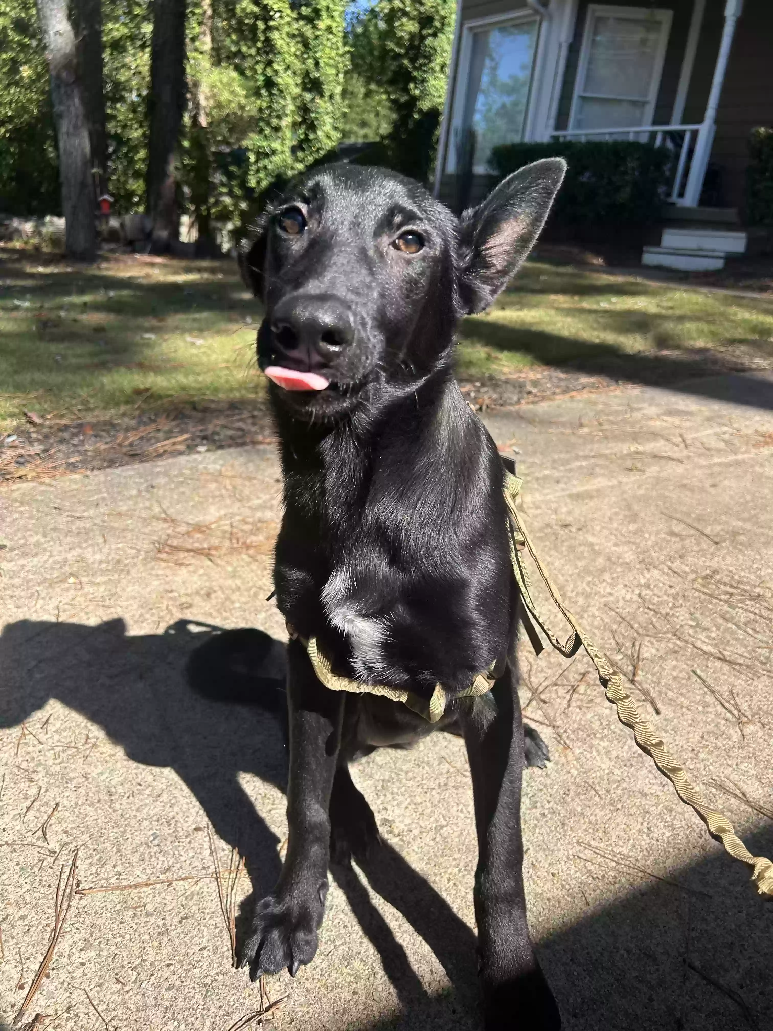 adoptable Dog in Lawrenceville,GA named Maggie