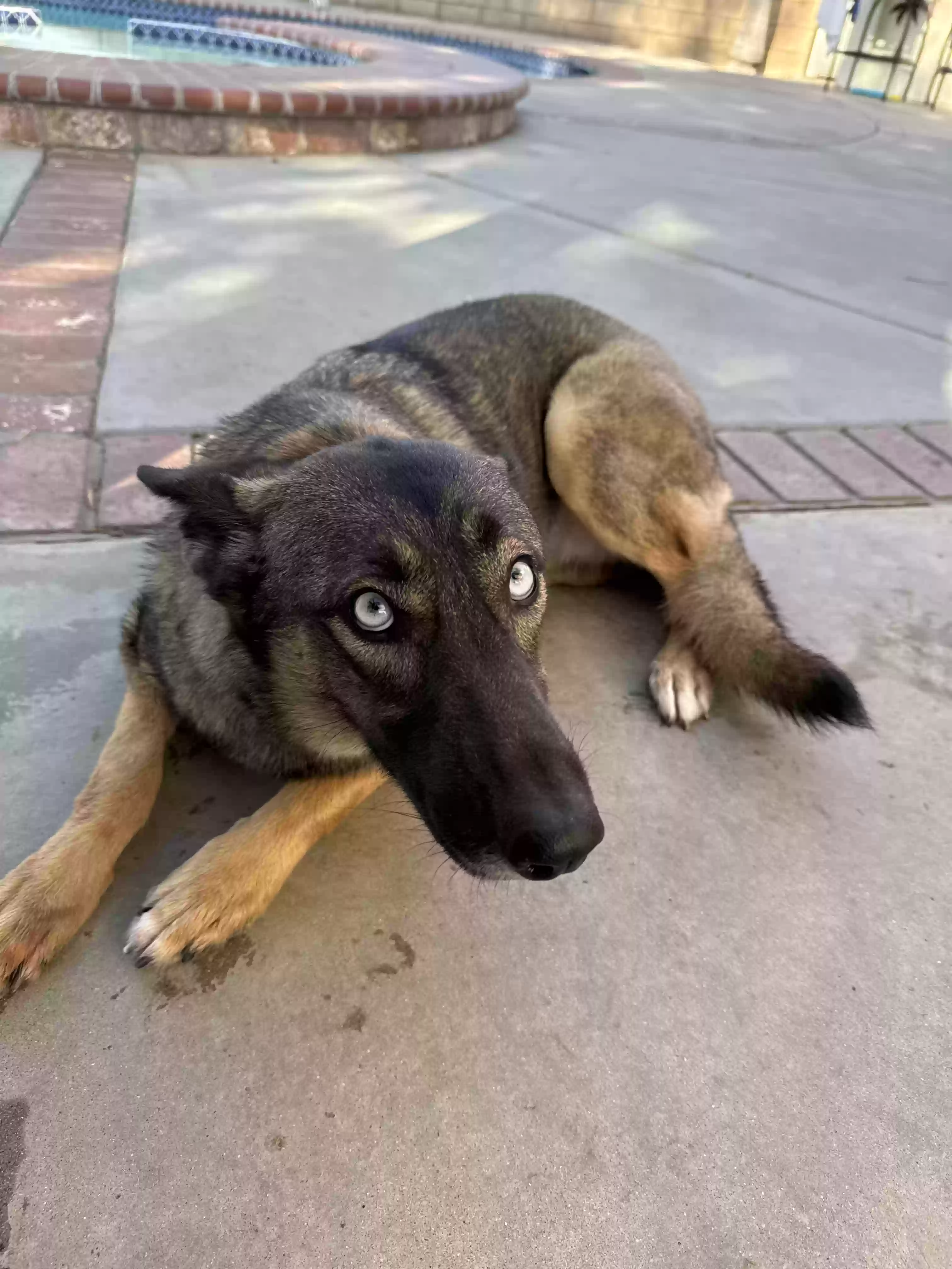 adoptable Dog in Bloomington,CA named Sammy