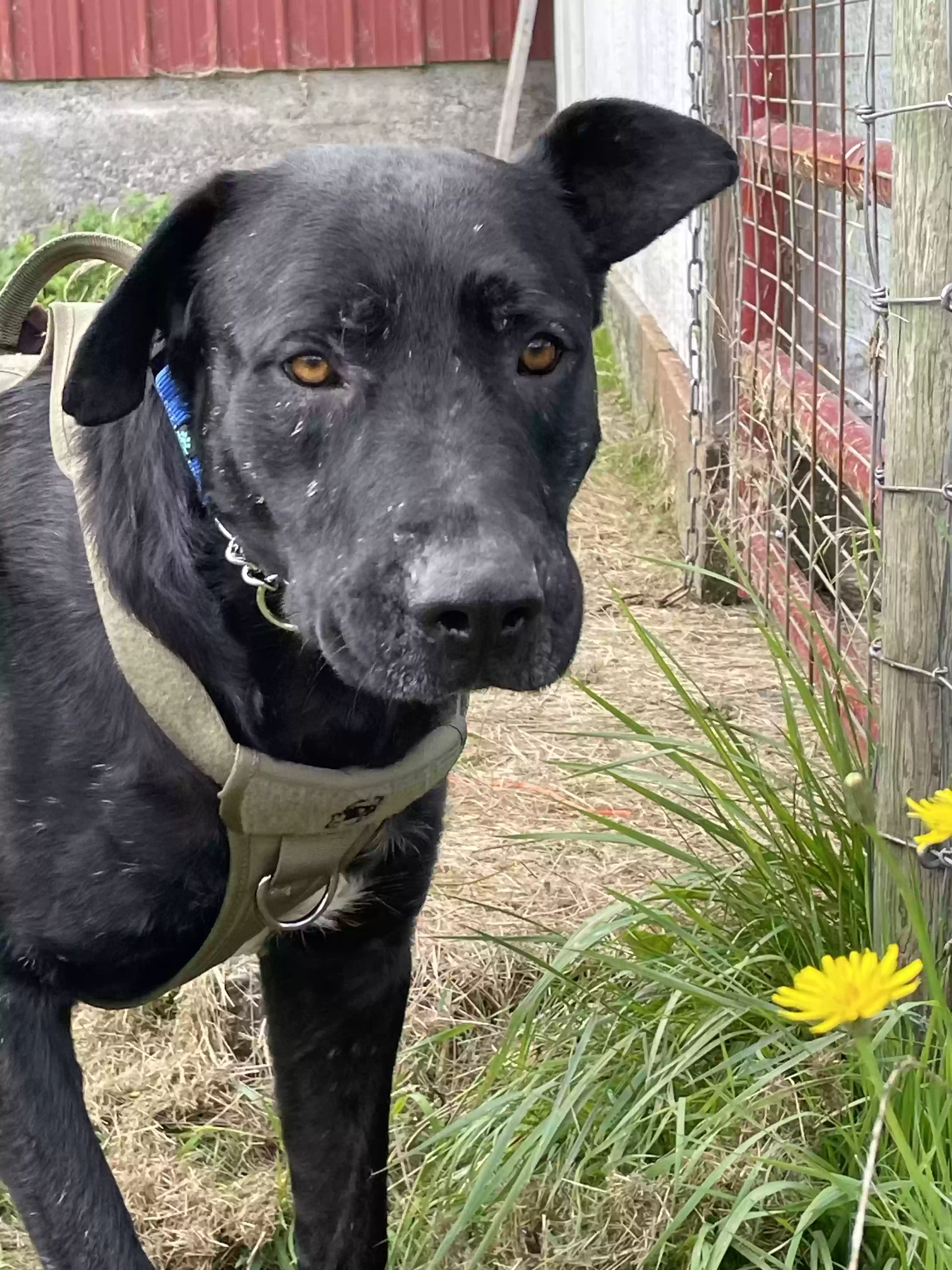 adoptable Dog in Woodinville,WA named Buddy