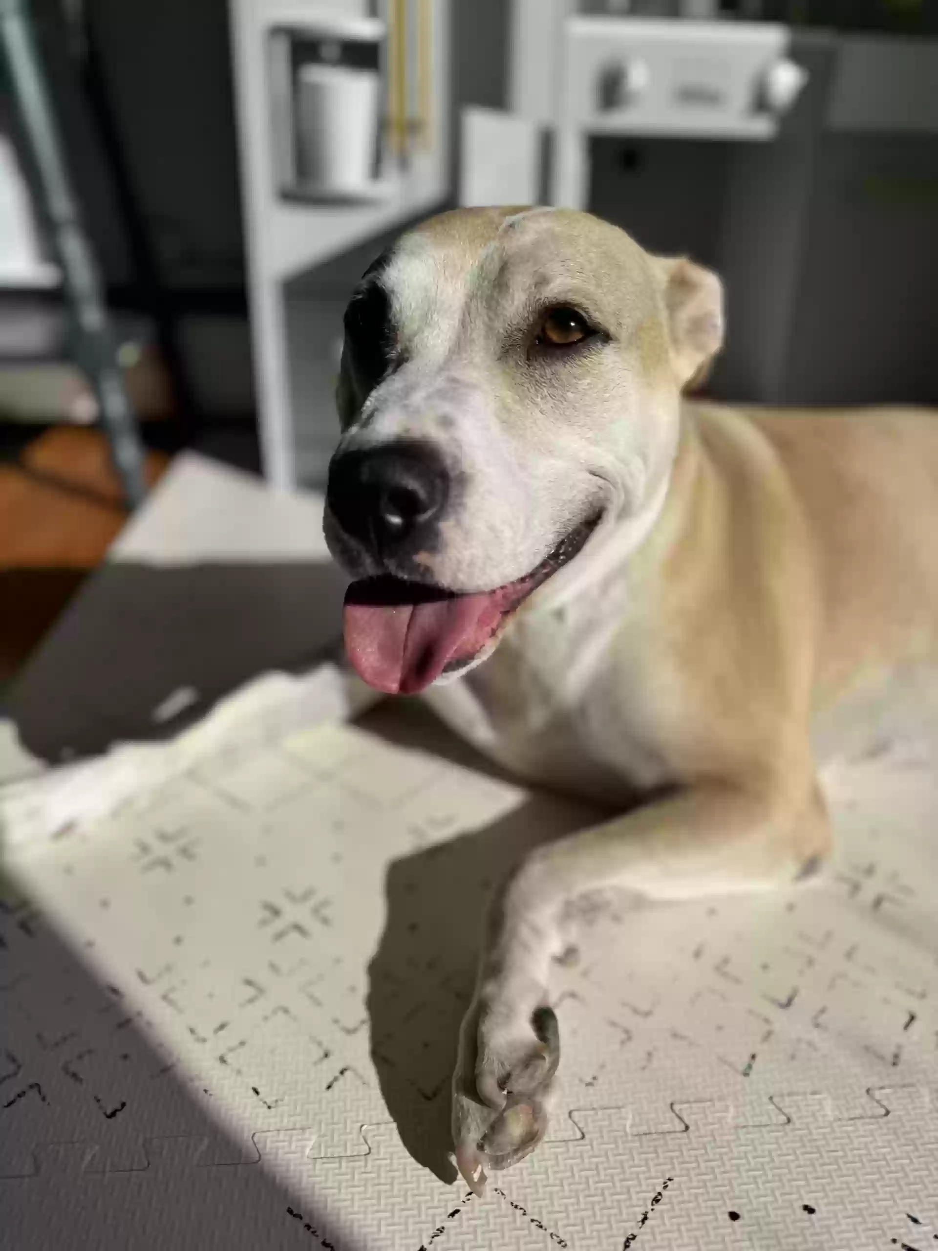 adoptable Dog in Norwalk,CT named Bronson