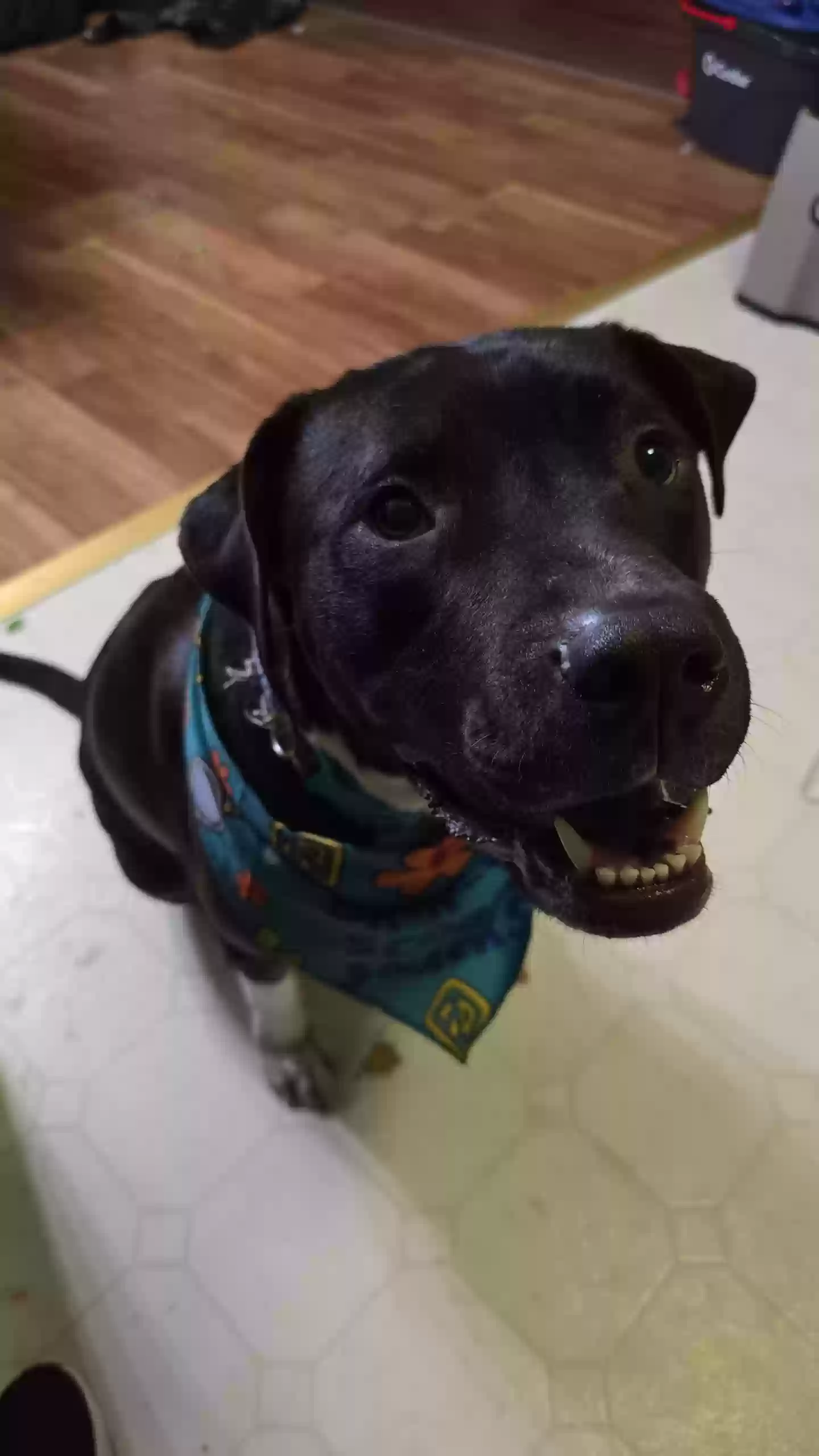 adoptable Dog in Fenton,MI named Apollo