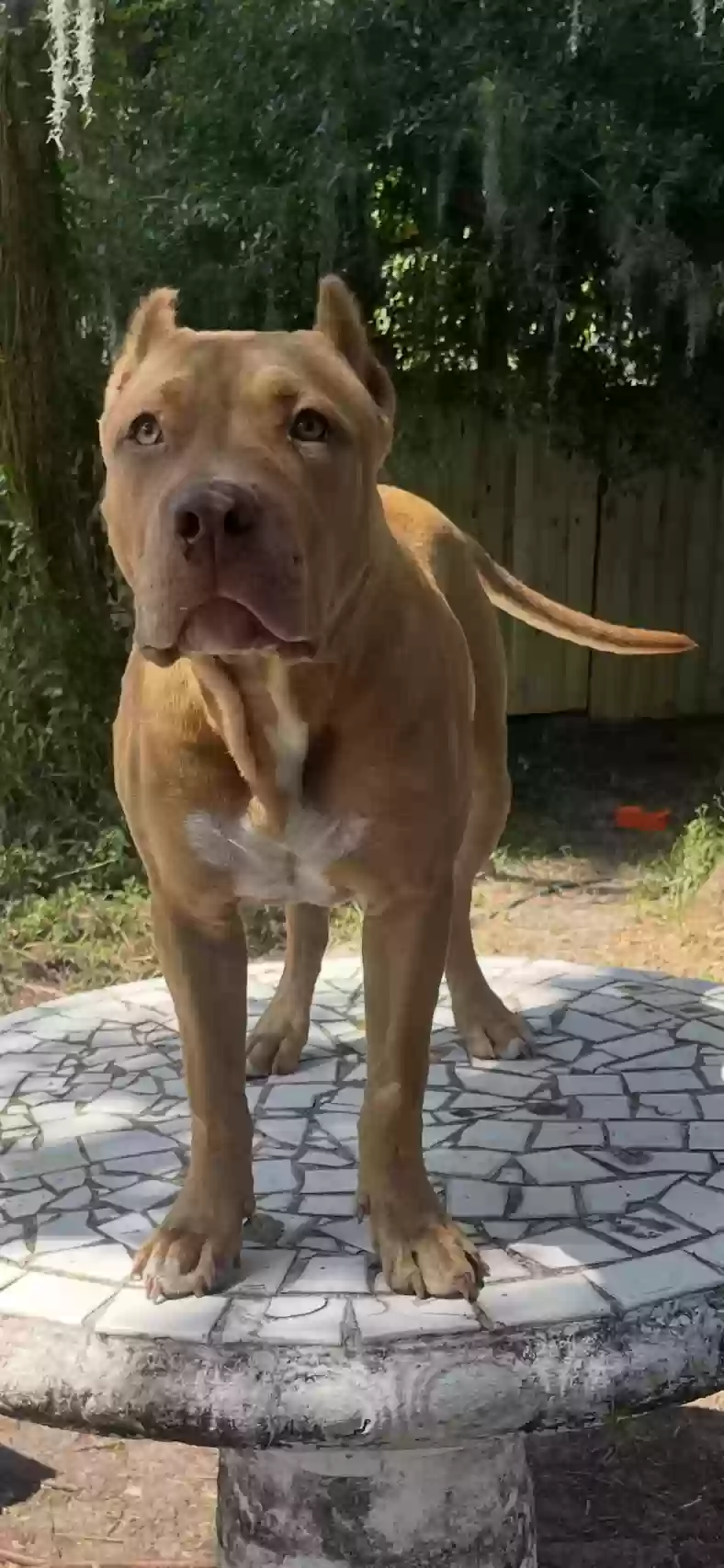 adoptable Dog in Lutz,FL named Nala