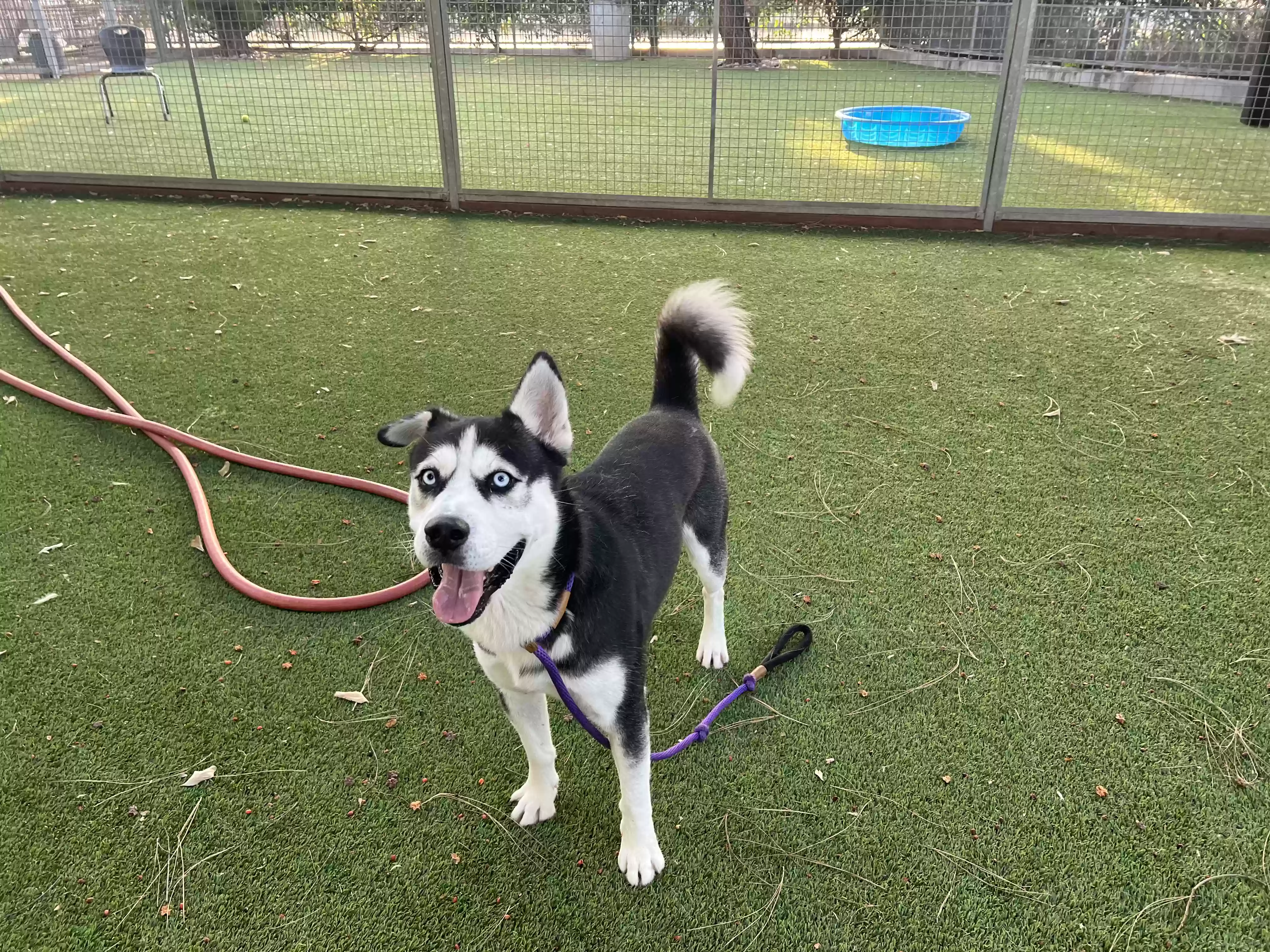 adoptable Dog in Laguna Niguel,CA named Blake