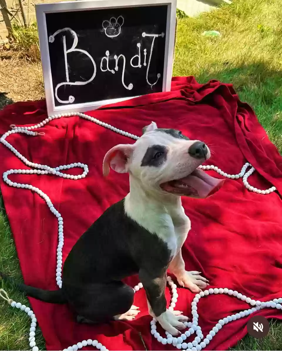 adoptable Dog in Levittown,NY named Bandit