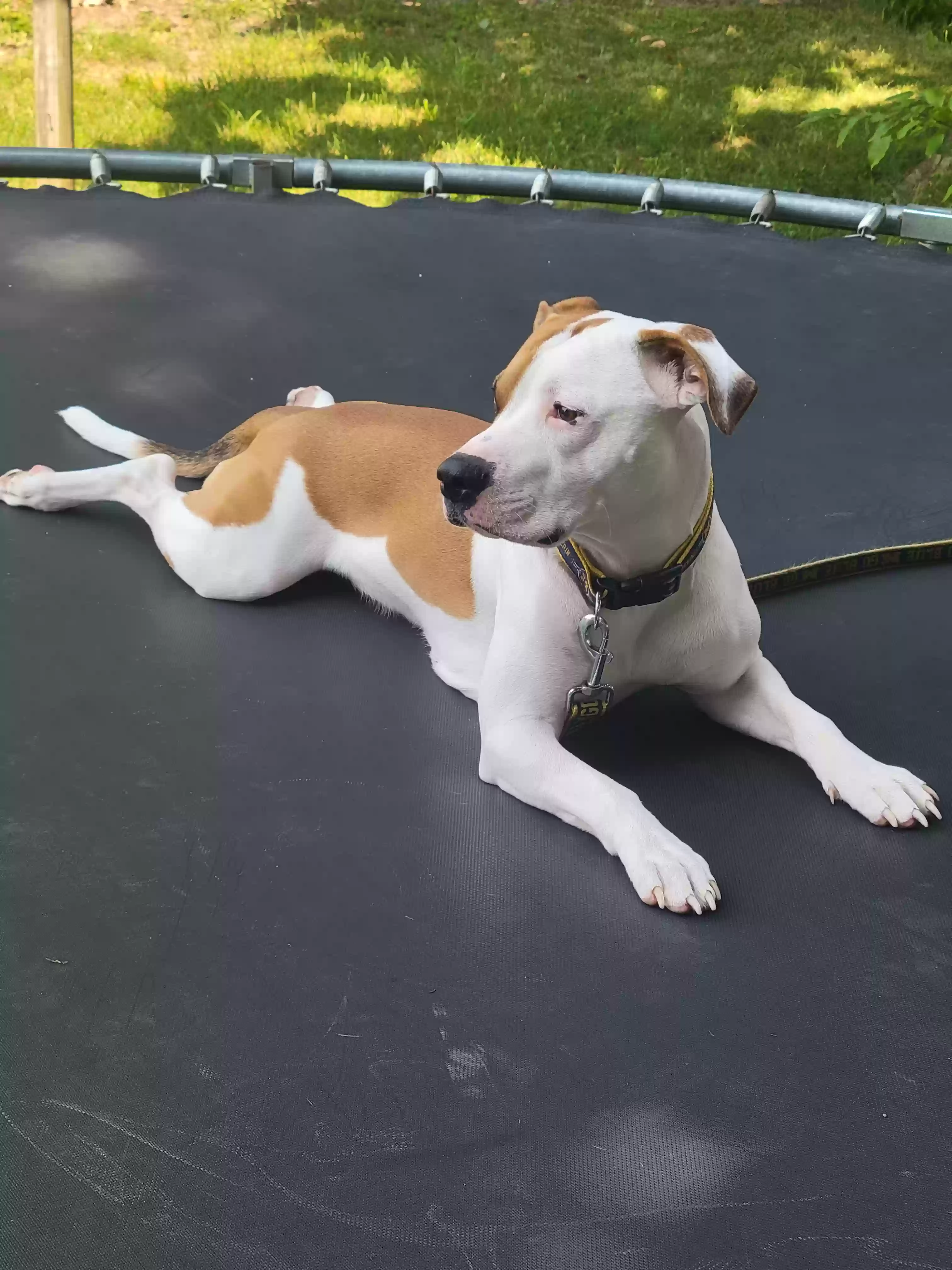 adoptable Dog in Lake Odessa,MI named Zeni