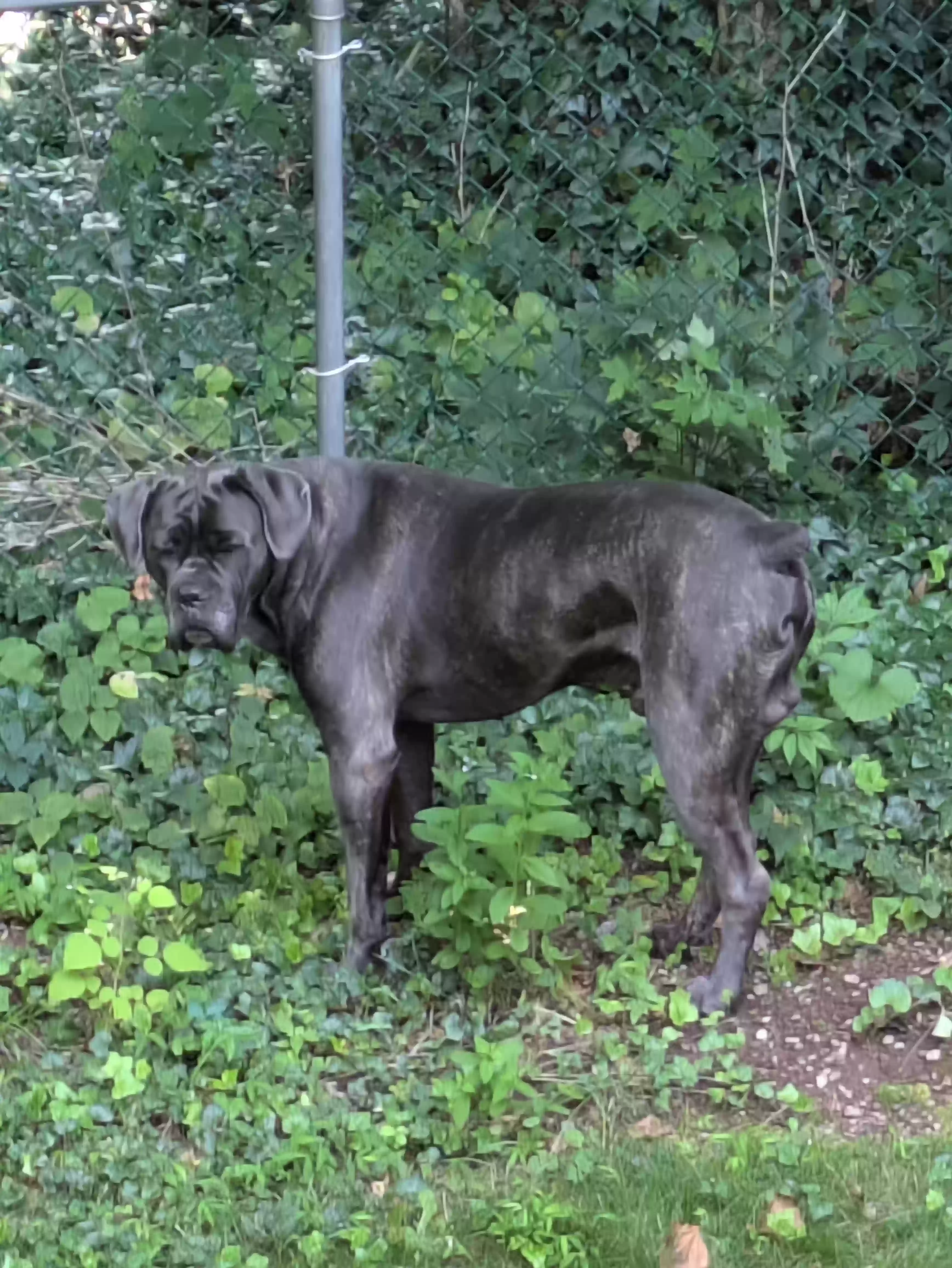 adoptable Dog in Hamden,CT named Rome