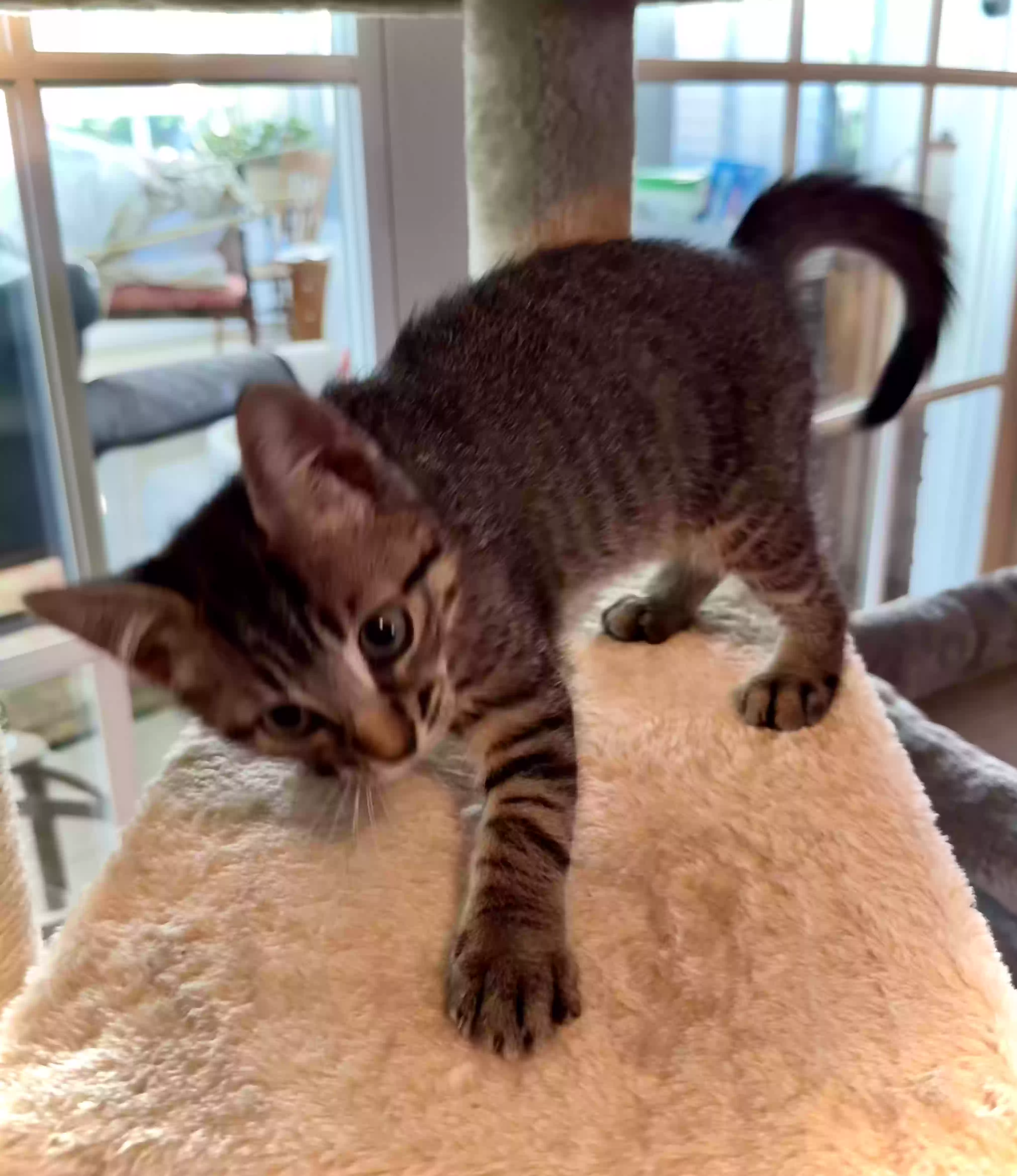 adoptable Cat in Mount Airy,NC named Jailbird