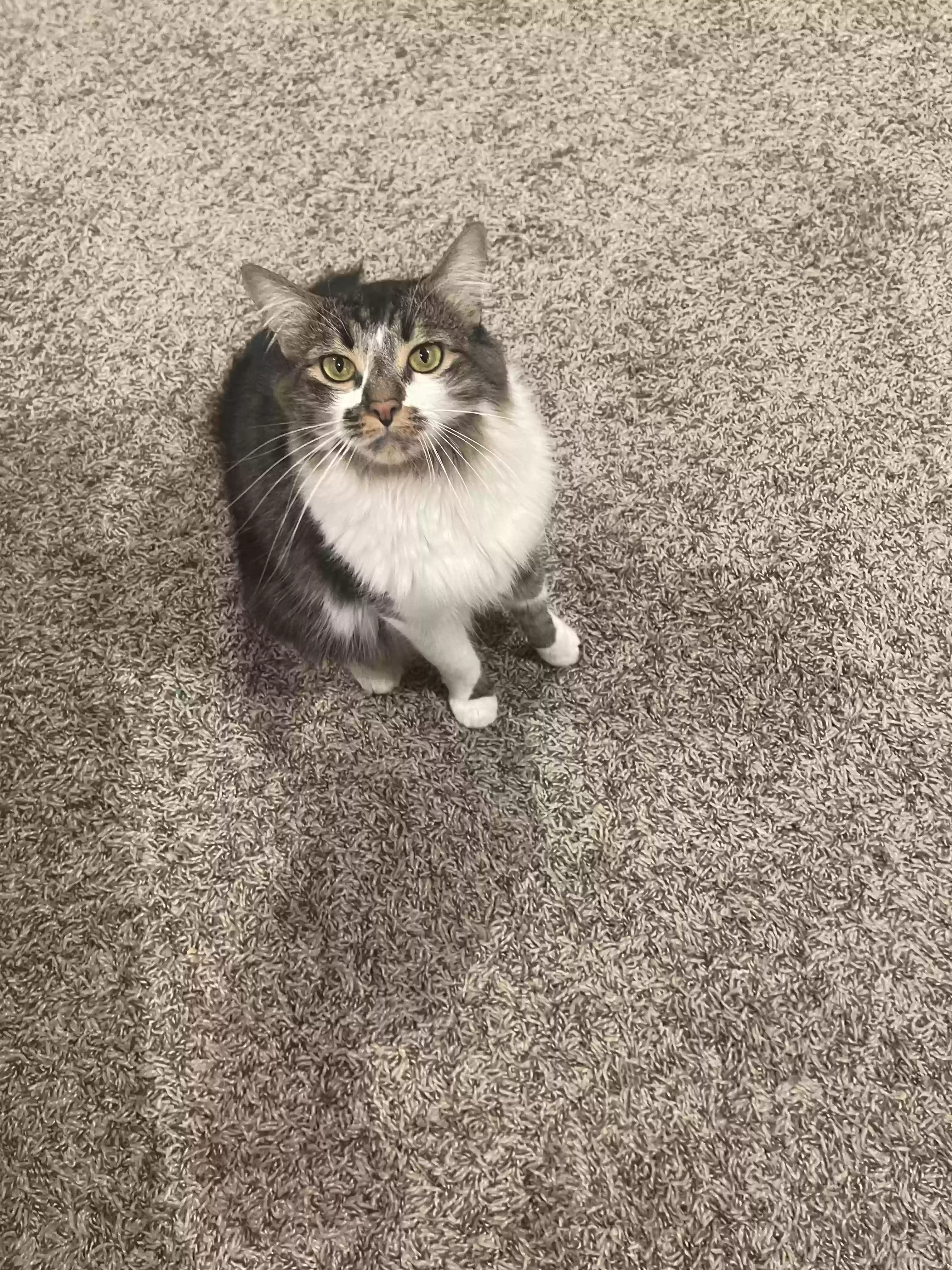 adoptable Cat in Goodyear,AZ named Fluffy