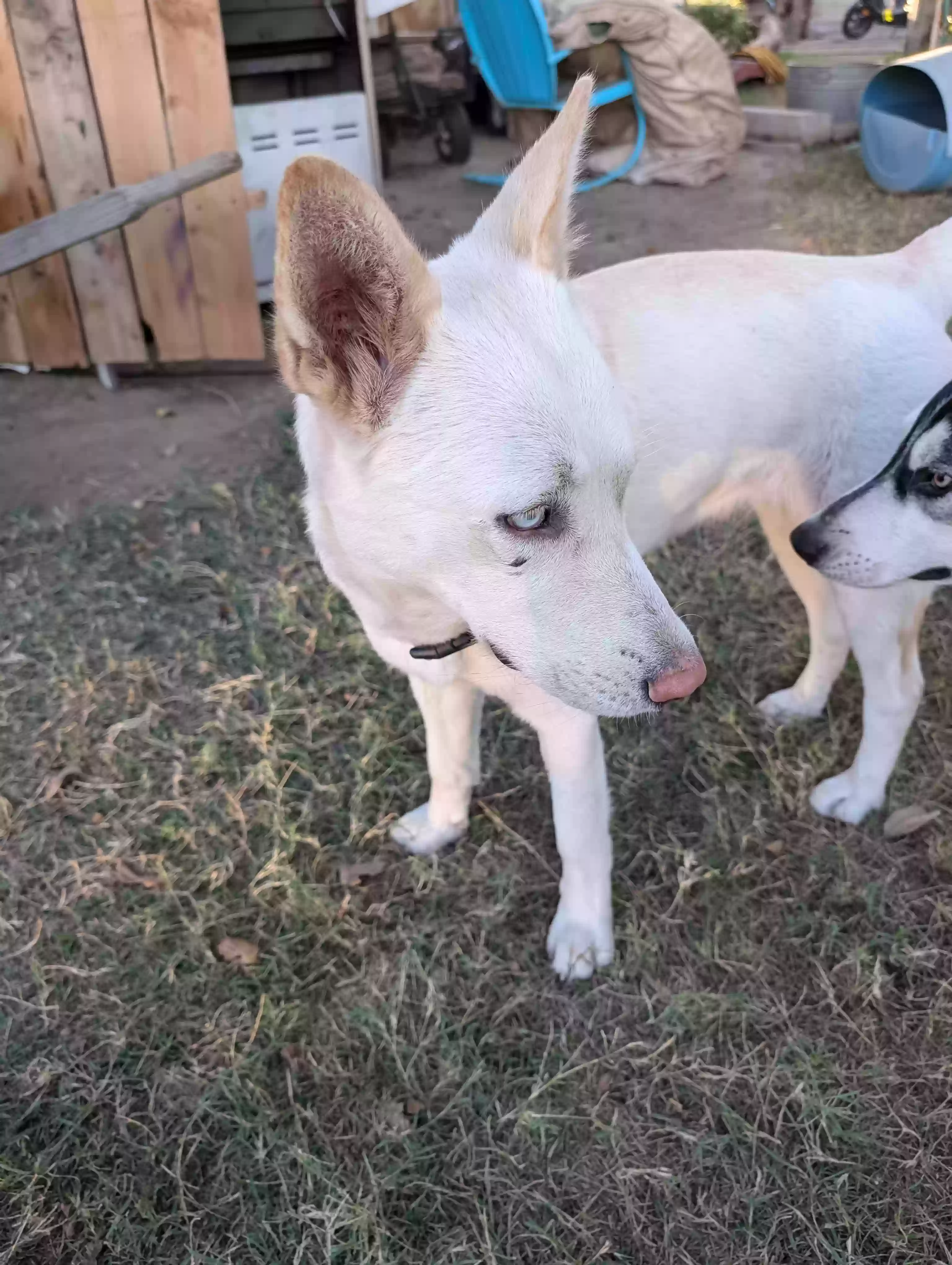 adoptable Dog in Selma,CA named Arial