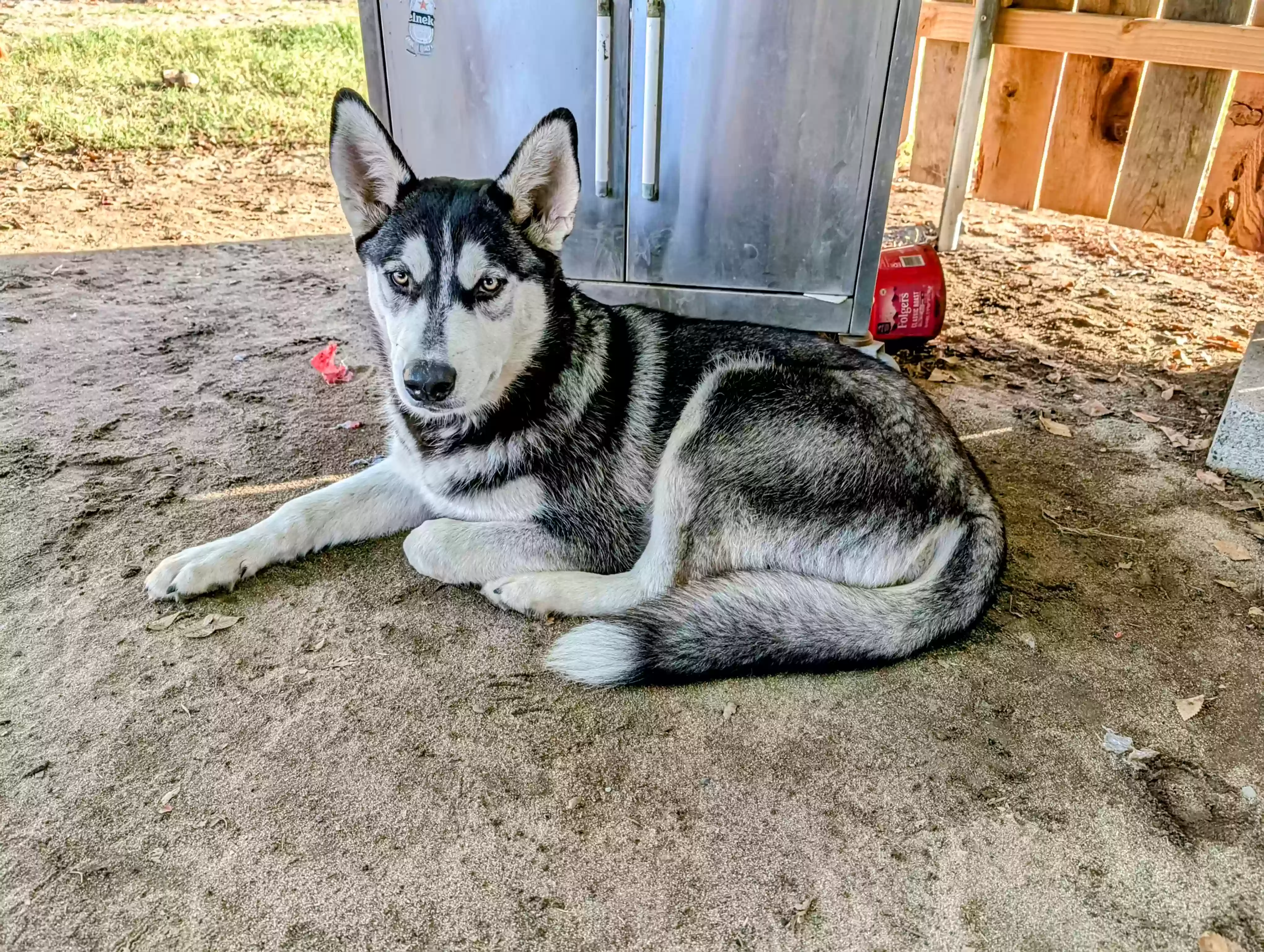 adoptable Dog in Selma,CA named Tendoe