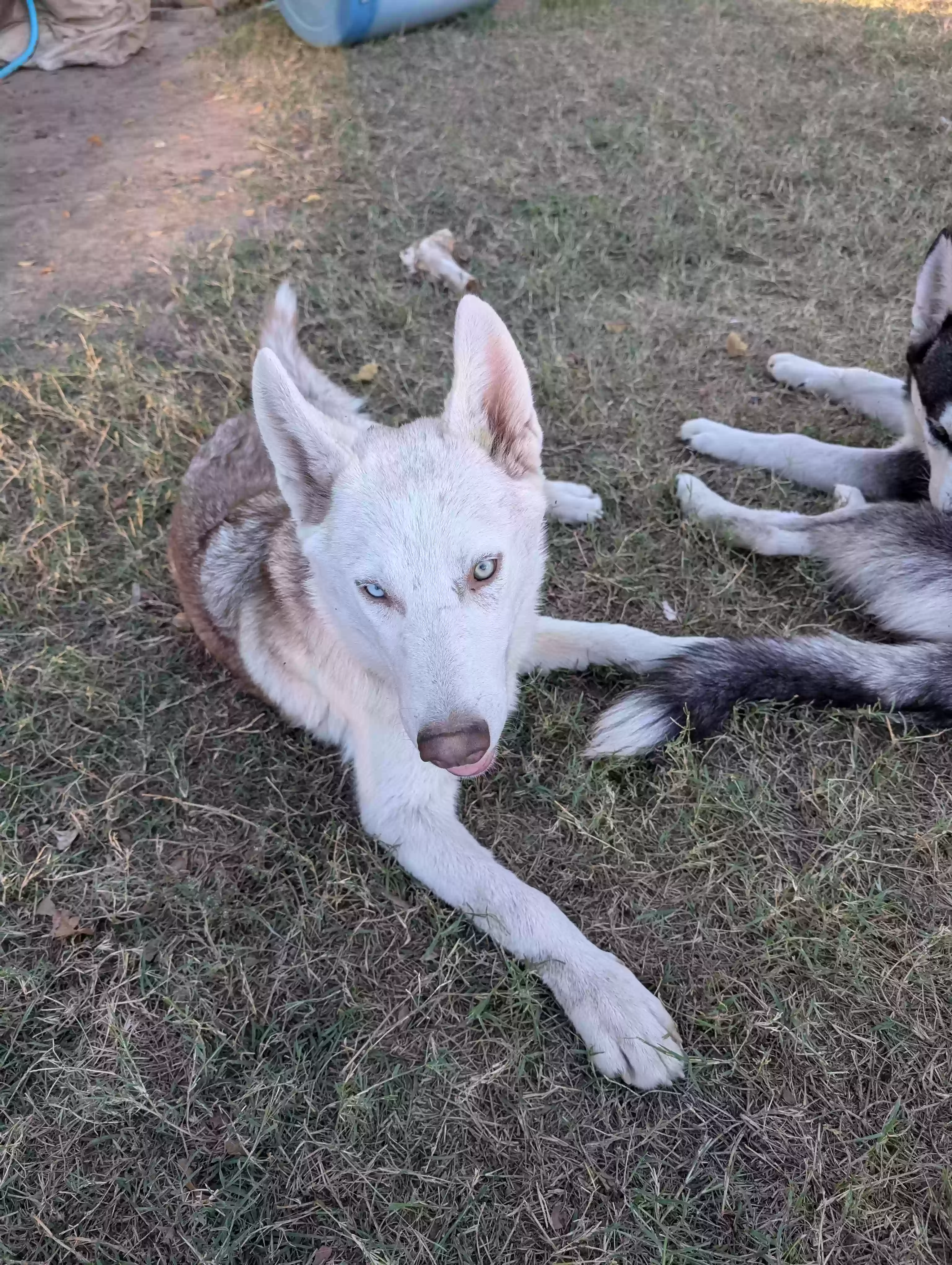 adoptable Dog in Selma,CA named Yatty