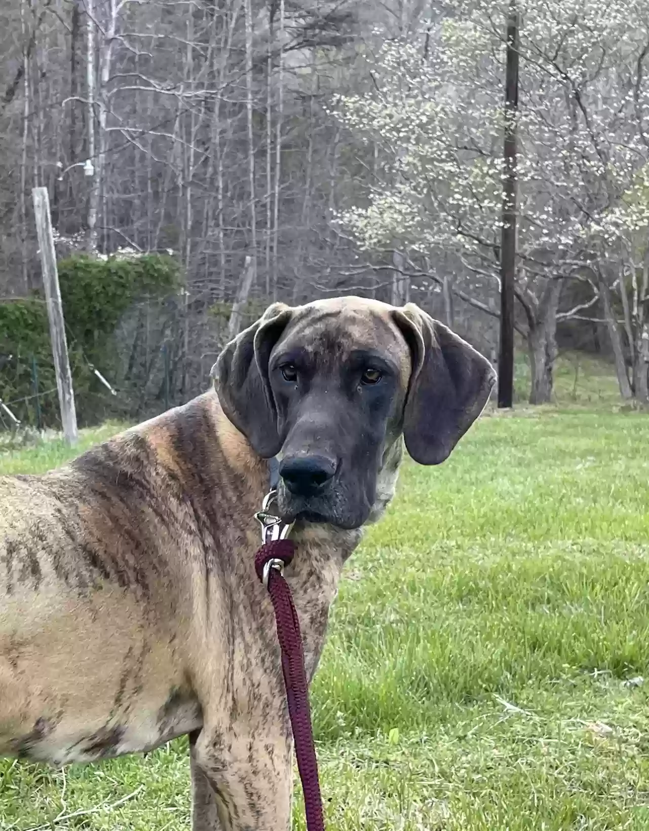 adoptable Dog in Ruther Glen,VA named Cora