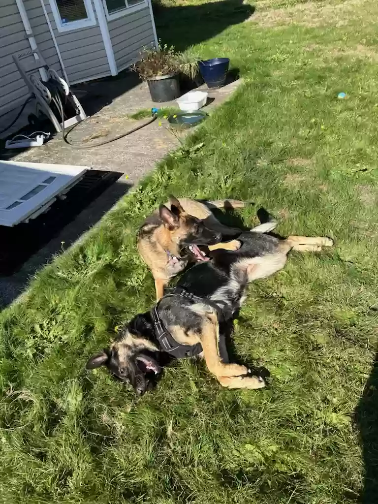 adoptable Dog in Orting,WA named There are 2, 1 male & 1 female - Don't know names they were left at our local dog park in the Orting