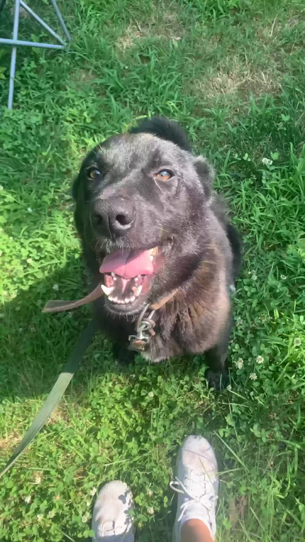 adoptable Dog in Mountain Home,AR named Ozzy