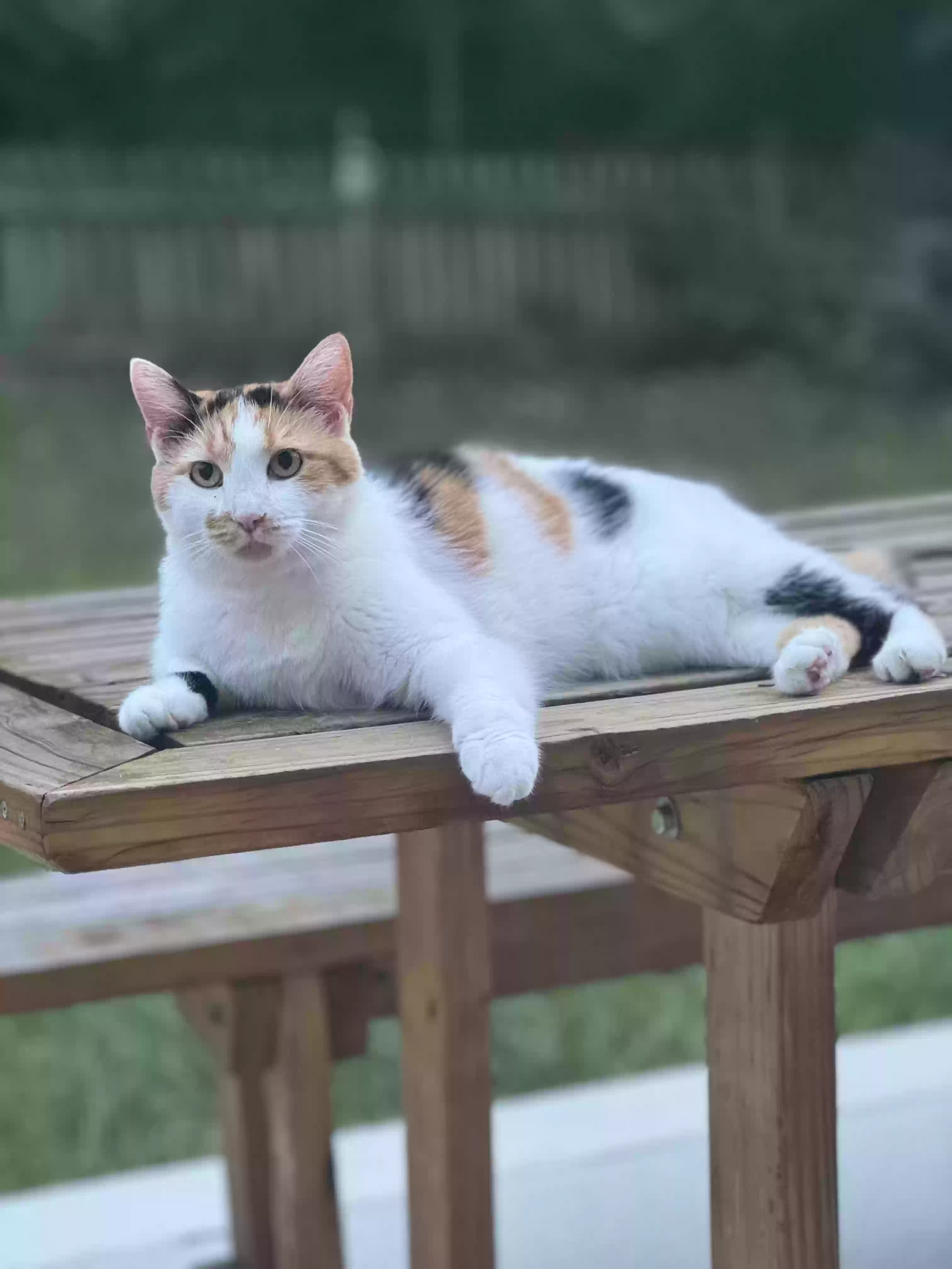 adoptable Cat in Bristow,VA named Pebbles