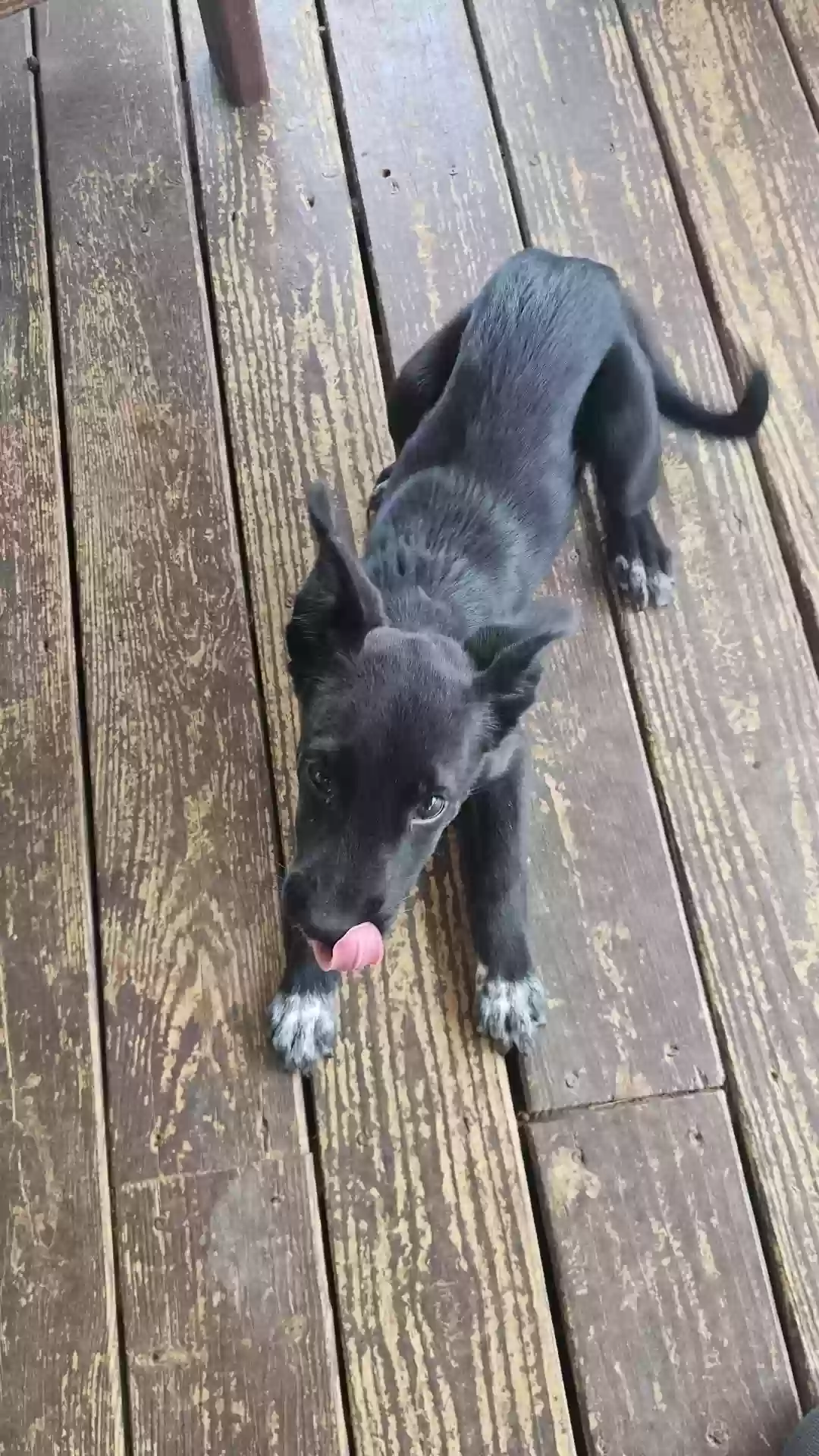 adoptable Dog in Brady,TX named Roxie