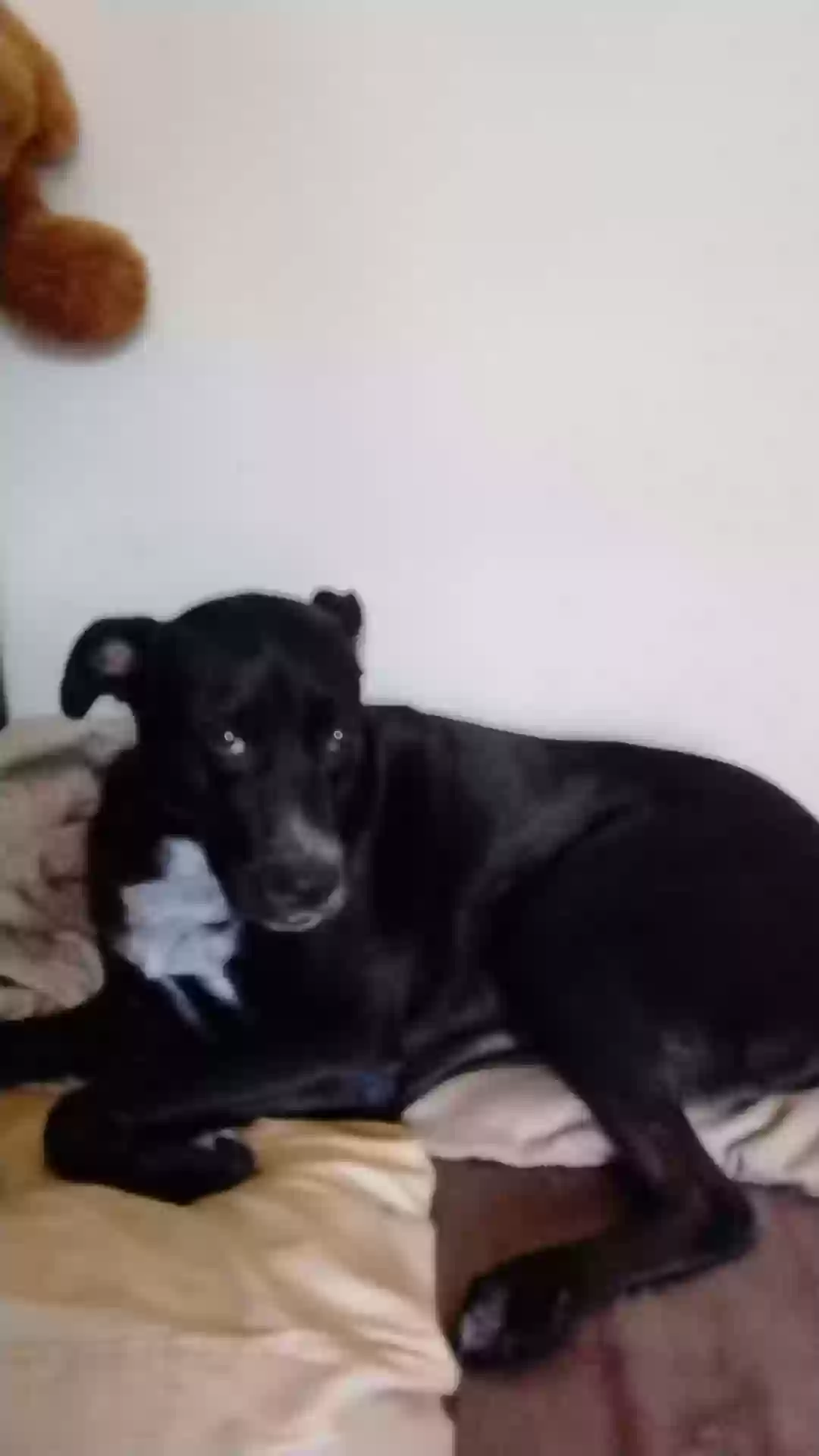 adoptable Dog in Anniston,AL named ONYX