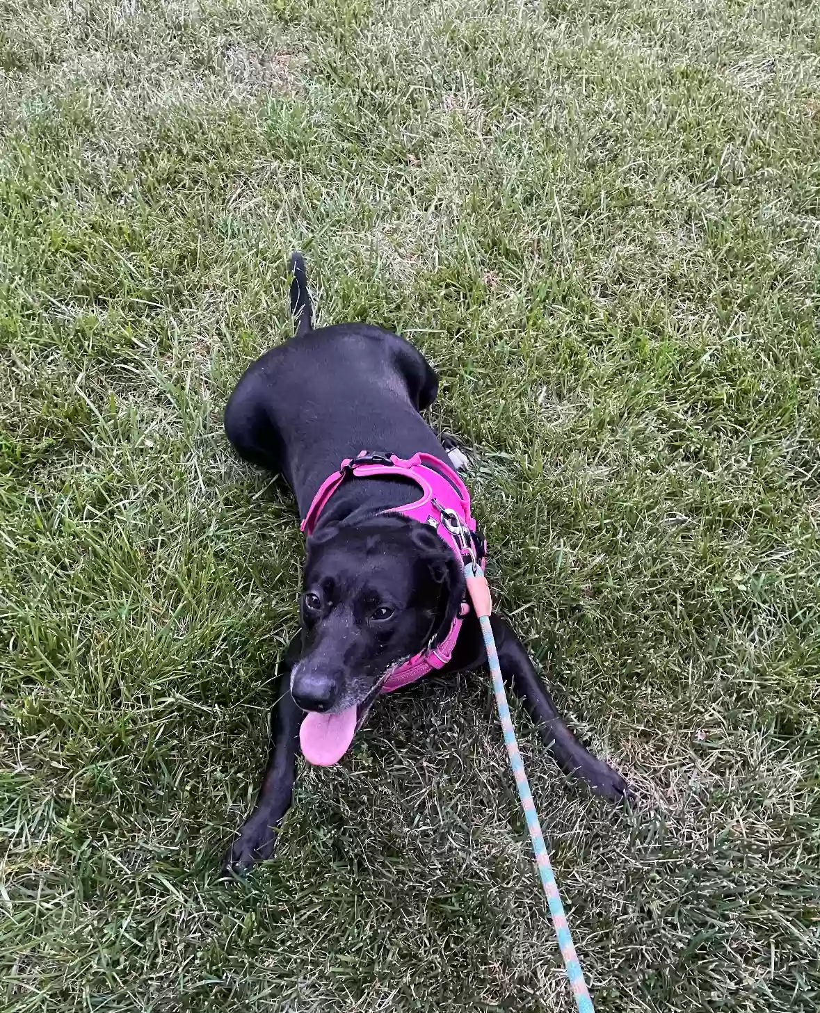 adoptable Dog in Raleigh,NC named Suma