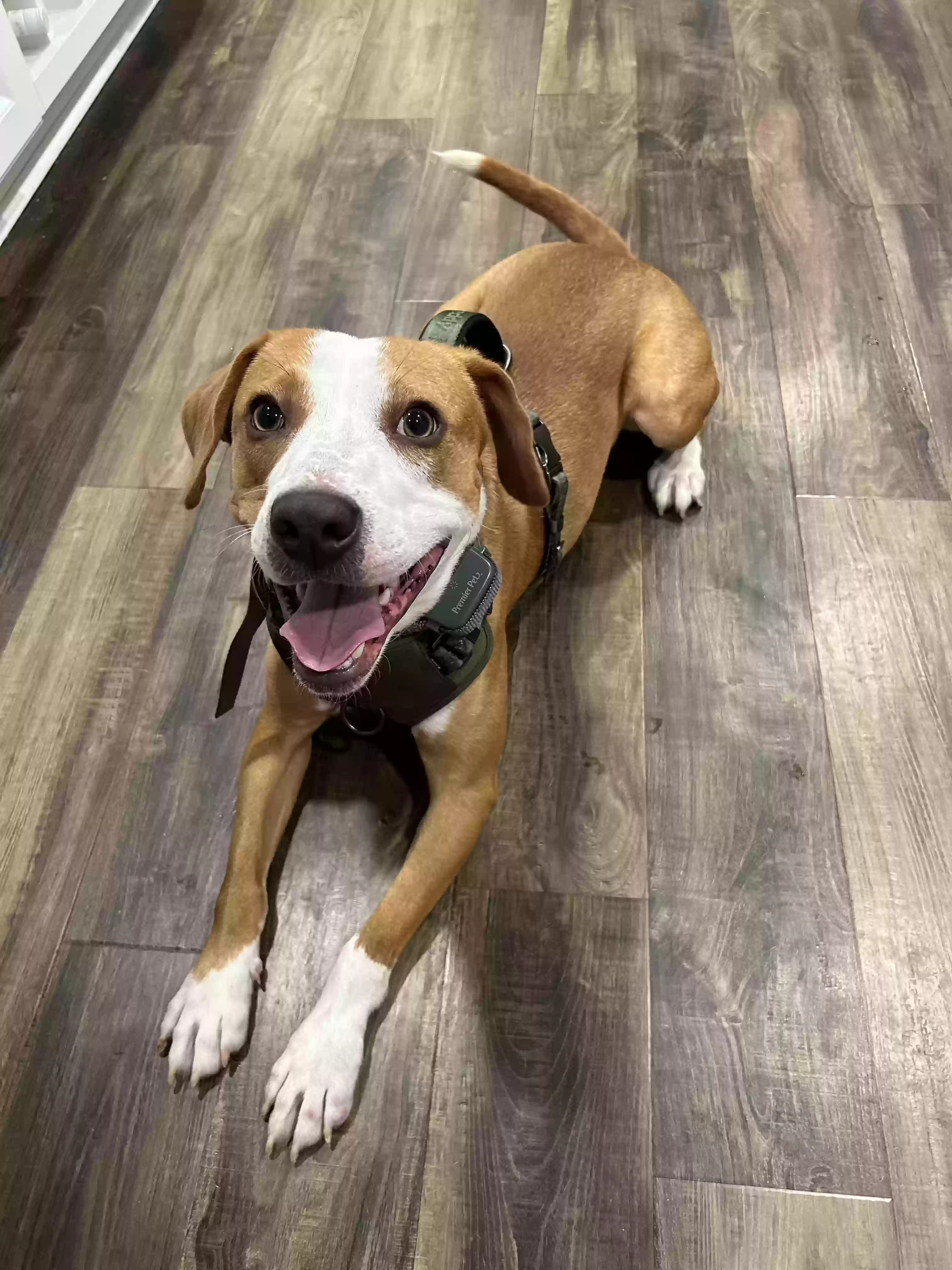 adoptable Dog in Chesapeake,VA named Doobie