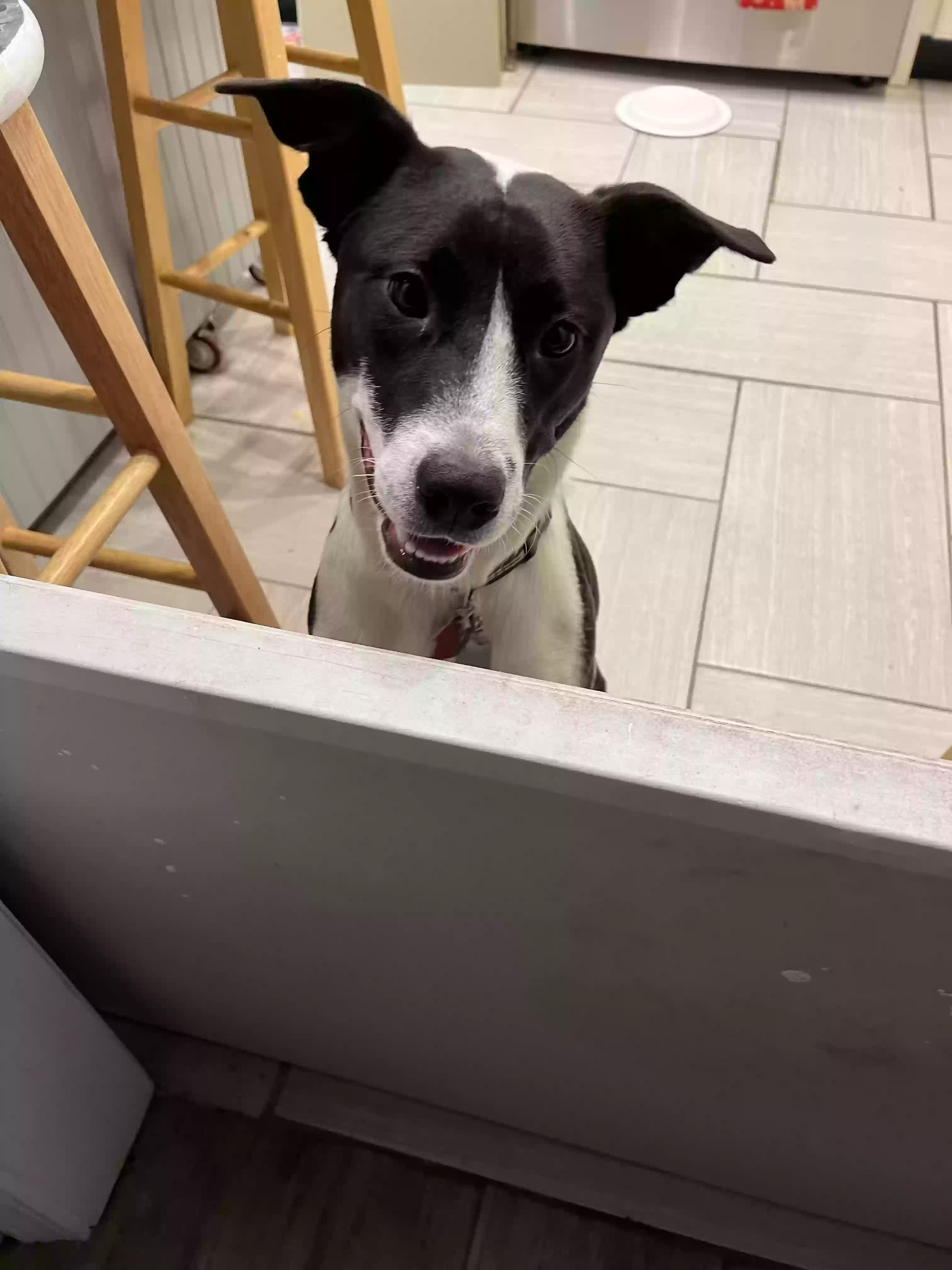 adoptable Dog in Lake Charles,LA named Scout