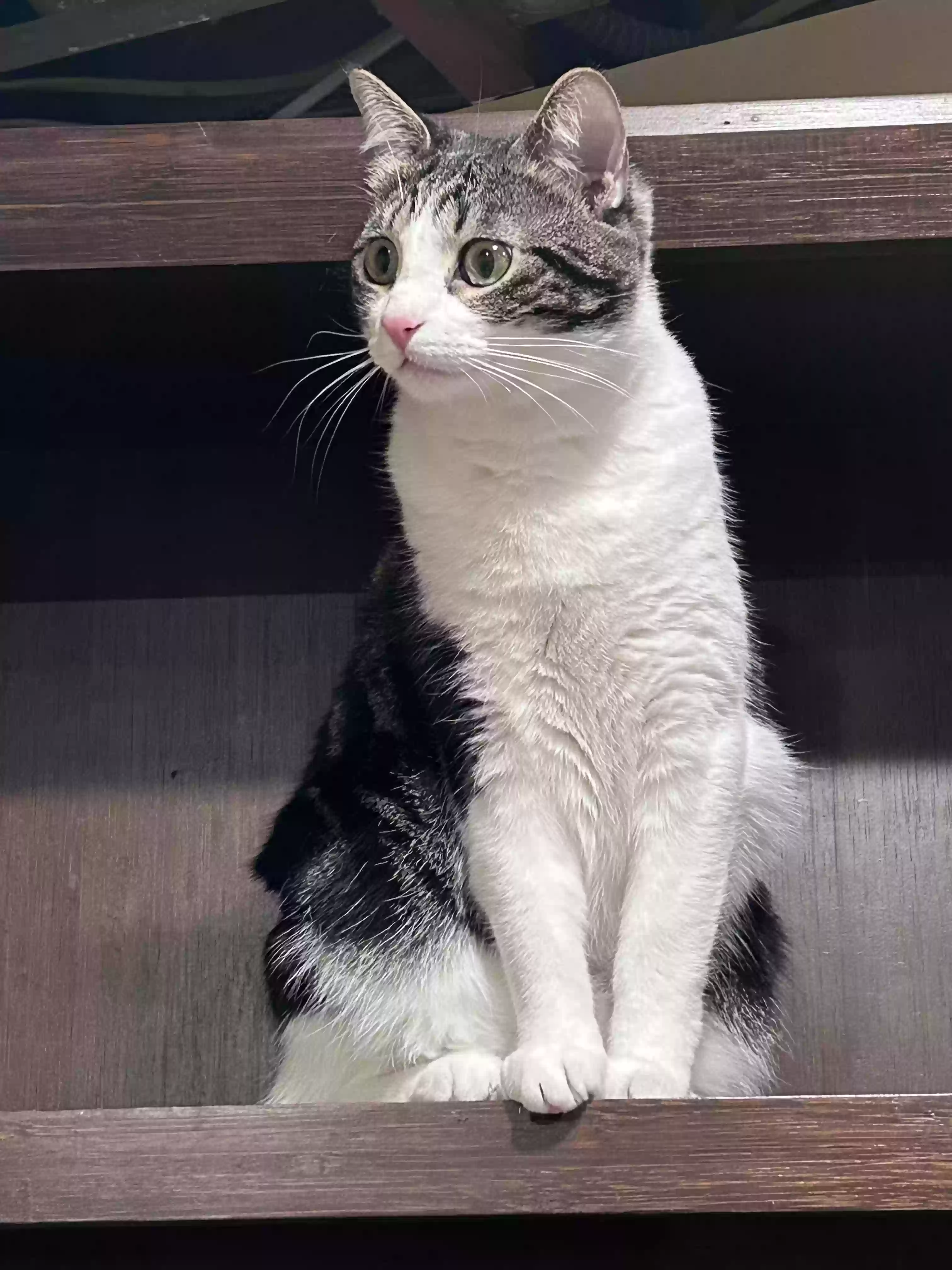 adoptable Cat in Minneapolis,MN named Frankie