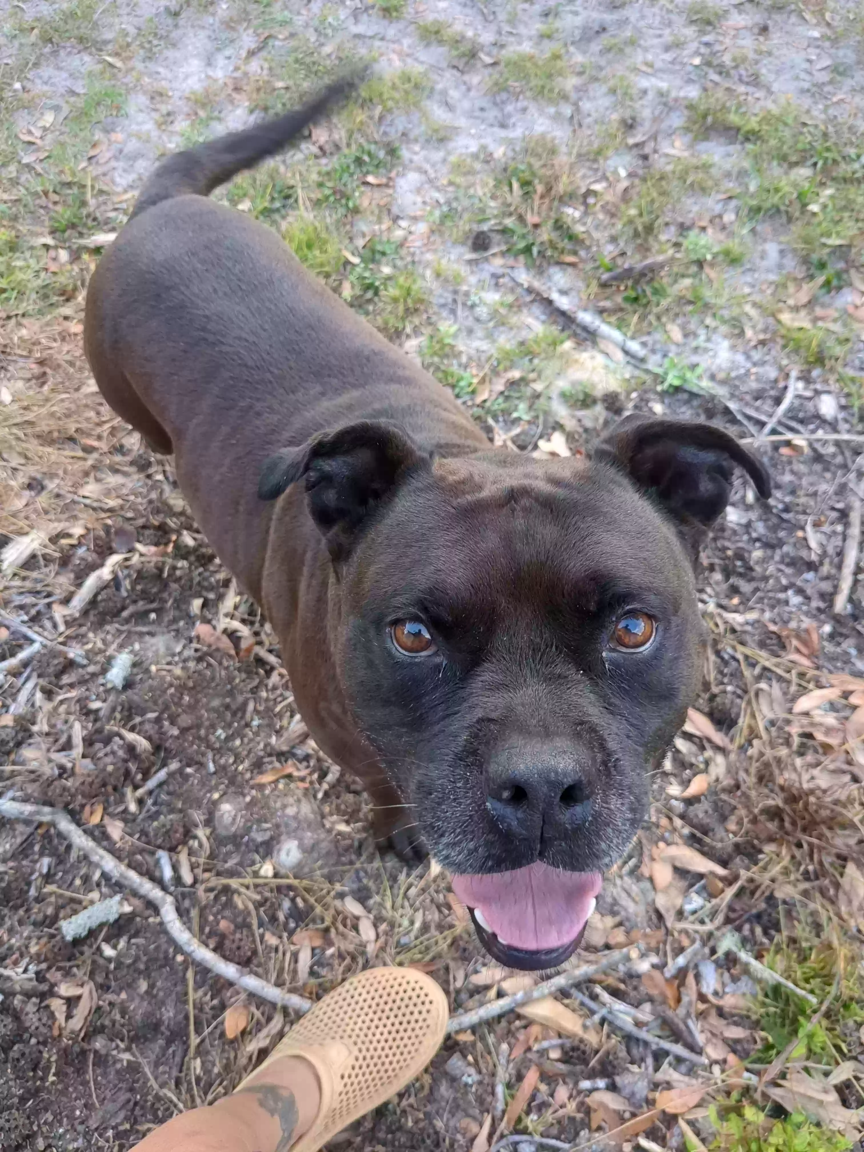 adoptable Dog in Mount Vernon,GA named 