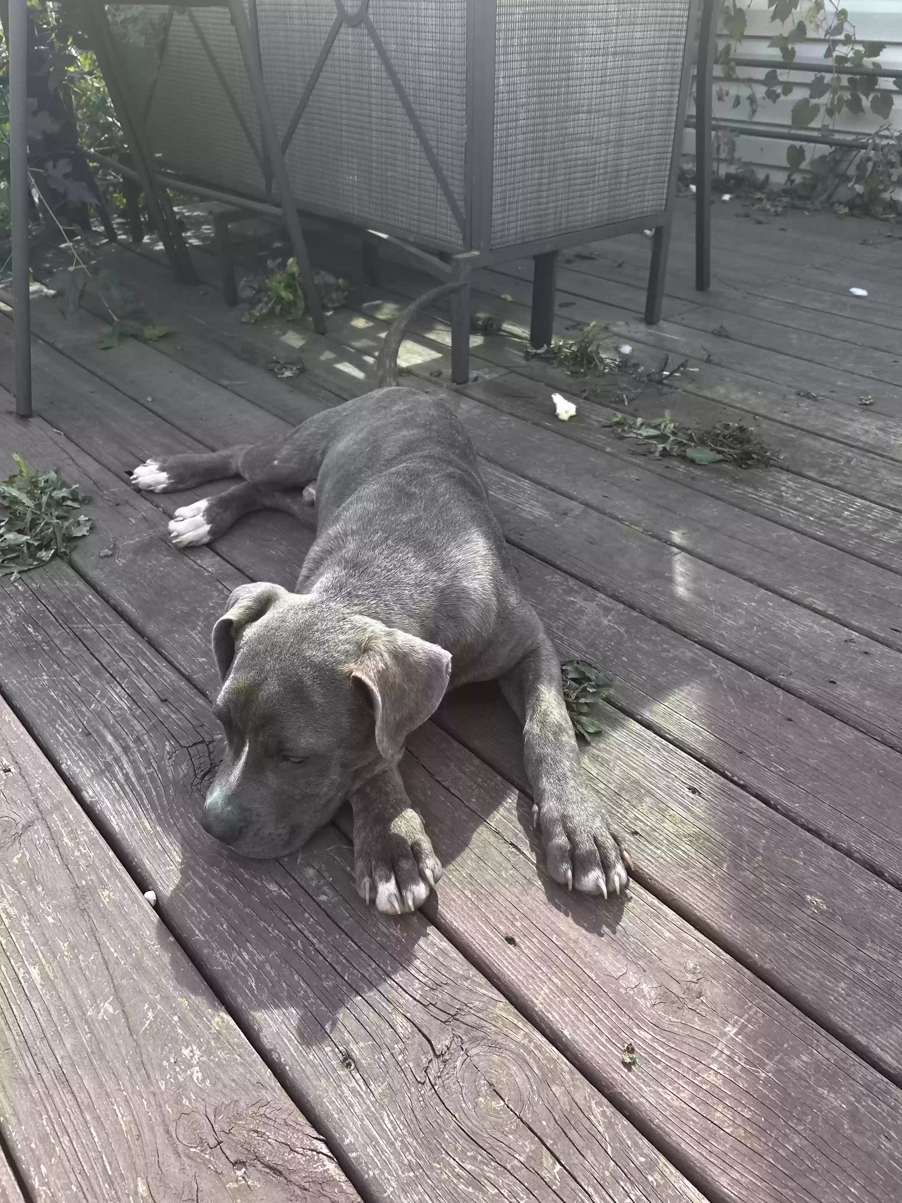 adoptable Dog in Indianapolis,IN named Duke